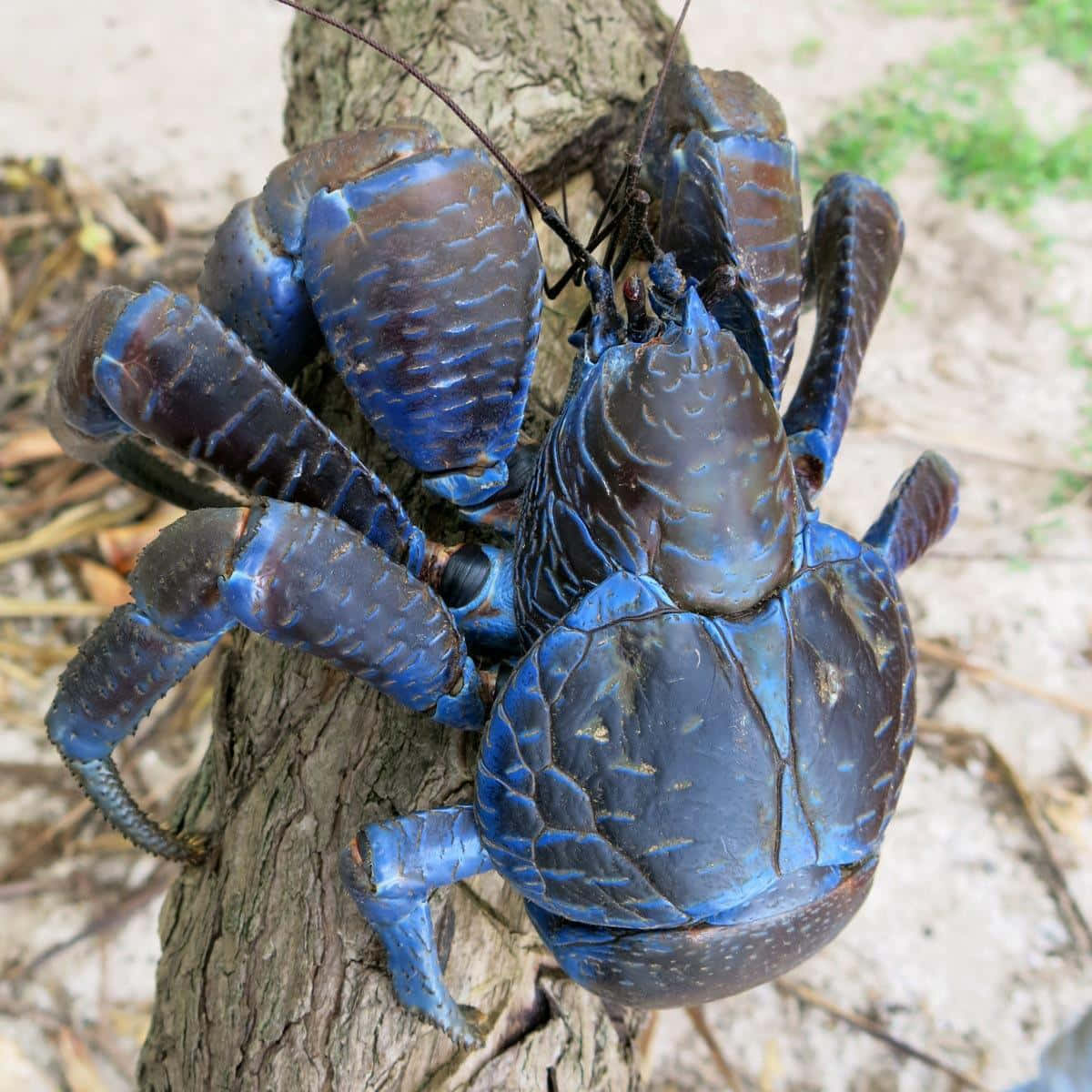 Coconut Crab, tree, vibrant blue, SD Desktop Wallpaper