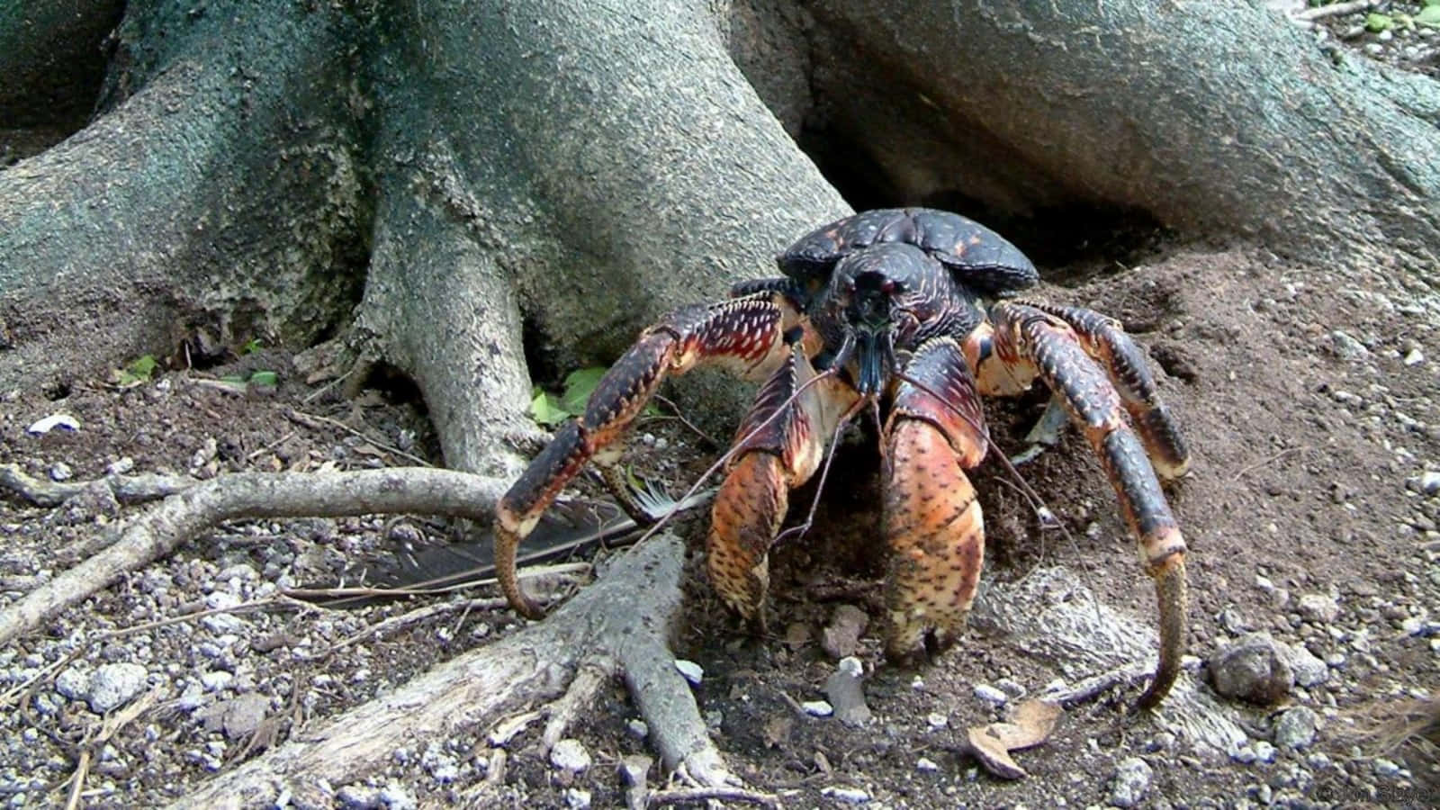 Coconut Crab, orange spotted claws, massive tree root, HD Desktop Wallpaper