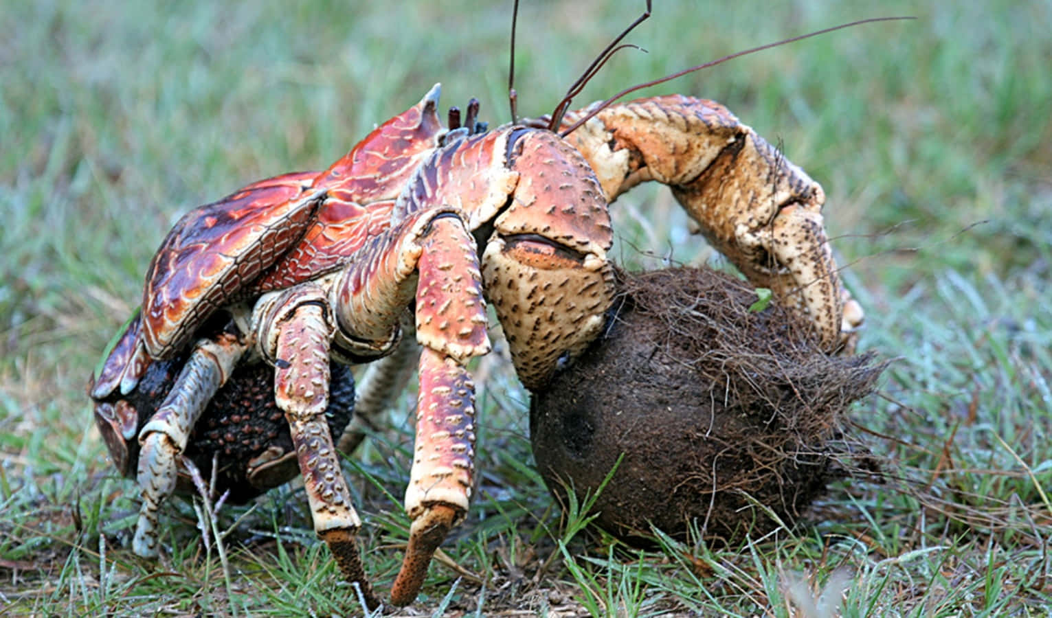 coconut crab, palm tree, grassy field, HD Desktop Wallpaper