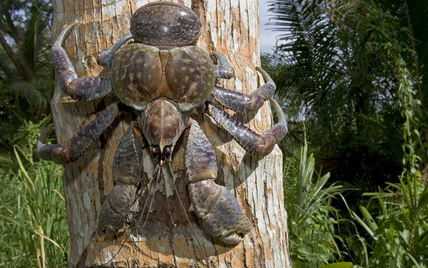 coconut crab, palm tree, weathered tree trunk, HD Desktop Wallpaper