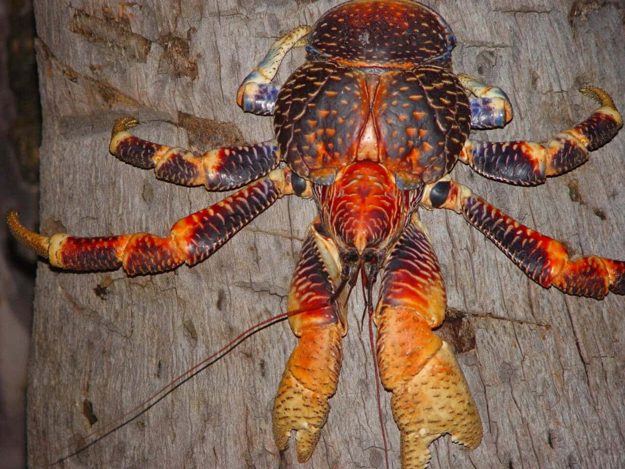 coconut crab, orange and blue markings, tree trunk, HD Desktop Wallpaper