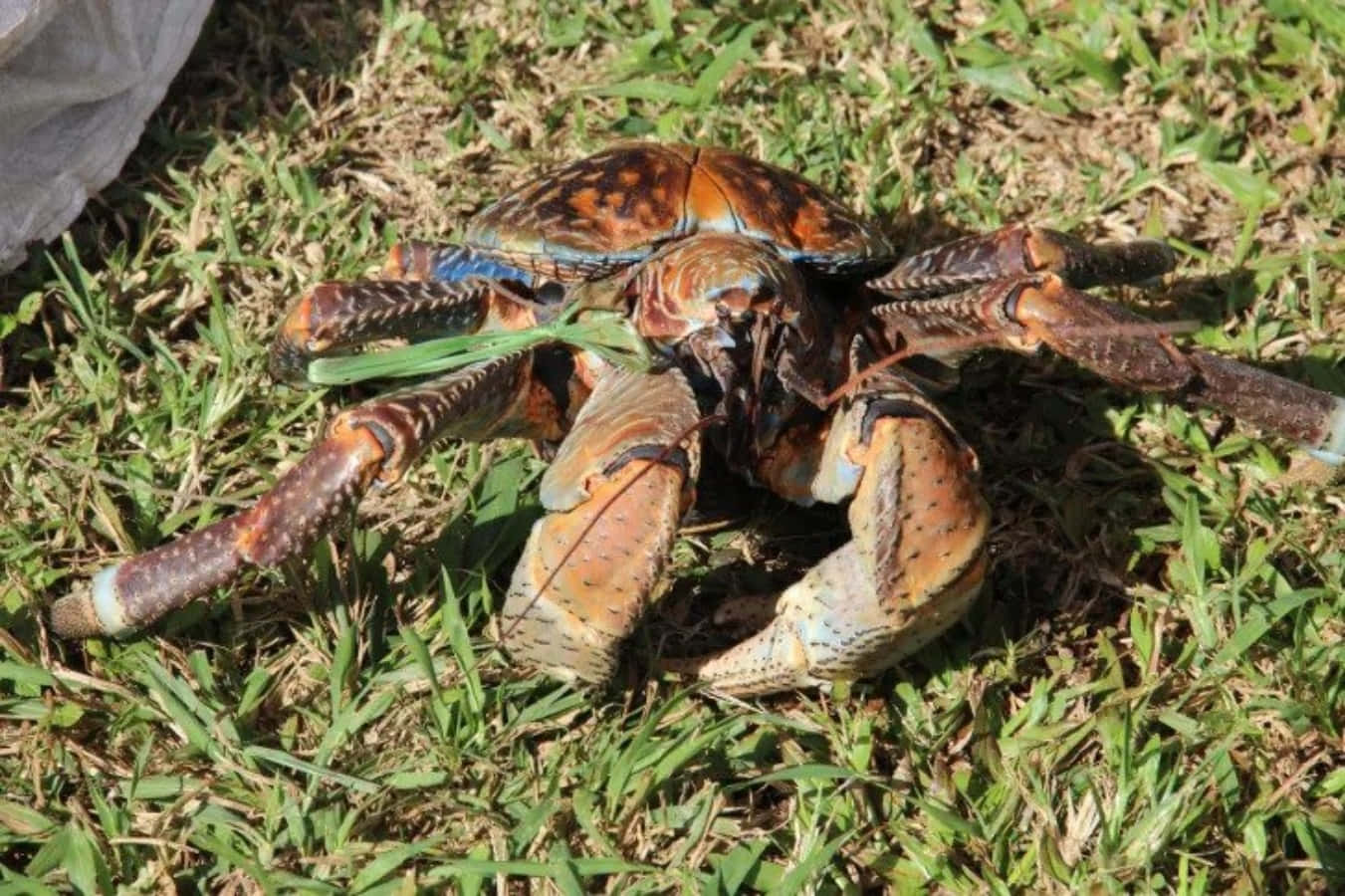 Coconut Crab, blue-tinted claws, sunlit green lawn, HD Desktop Wallpaper