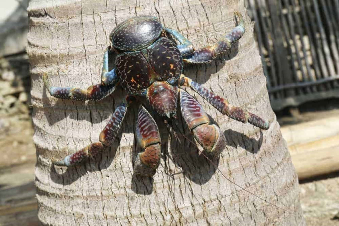 Coconut Crab, vibrant blue and brown, textured palm tree trunk, HD Desktop Wallpaper
