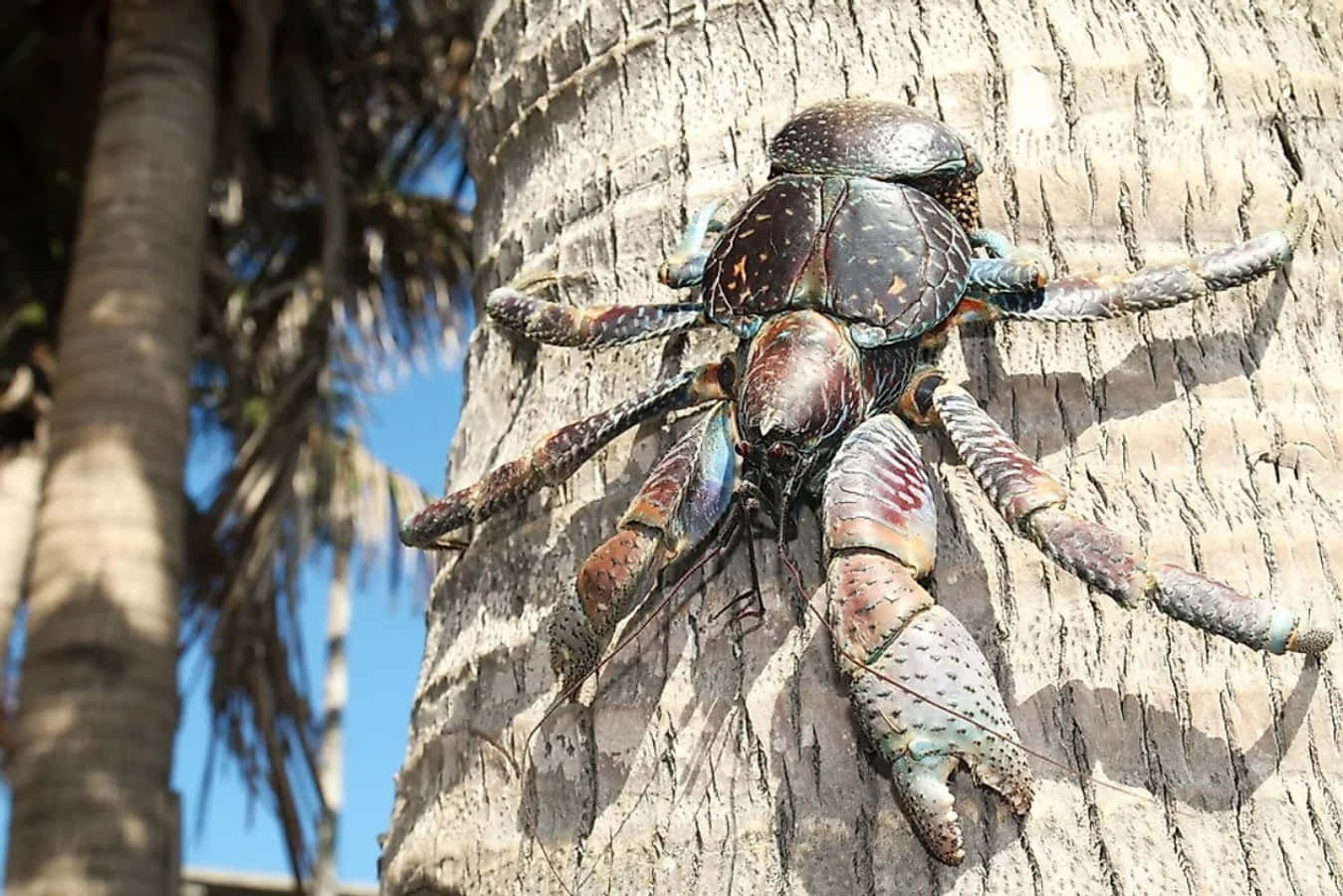 coconut crab, palm tree, tropical sunlight, HD Desktop Wallpaper