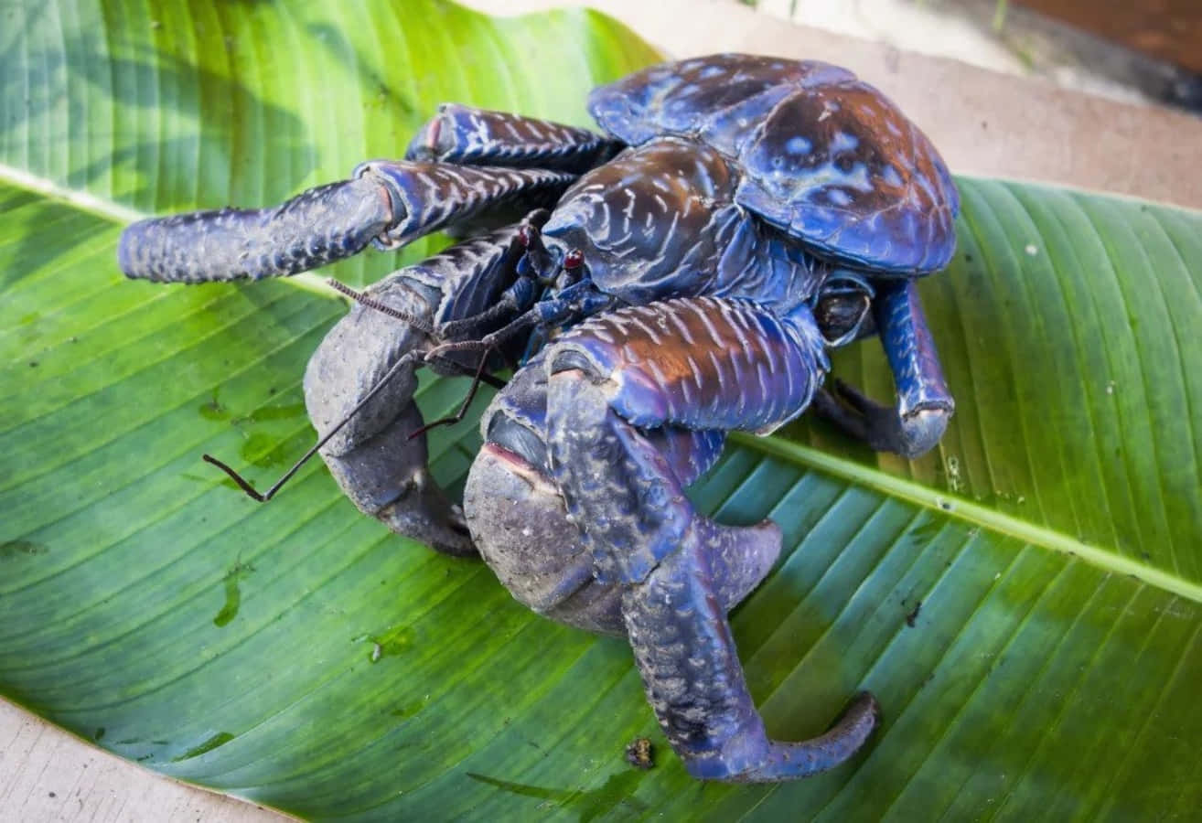 coconut crab, green banana leaf, tropical setting, HD Desktop Wallpaper