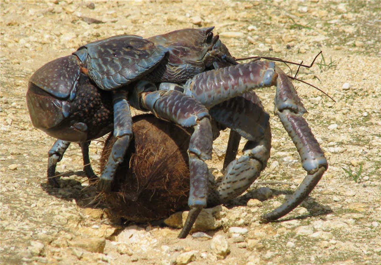 coconut crab, coconut, sunlit rocky beach, HD Desktop Wallpaper
