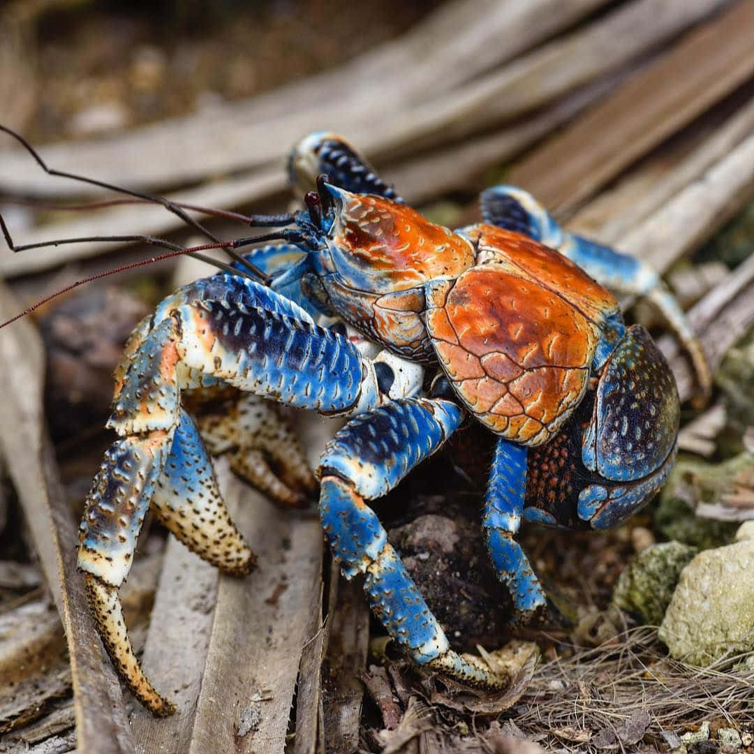 Coconut Crab, blue and orange, spiky claws, SD Desktop Wallpaper