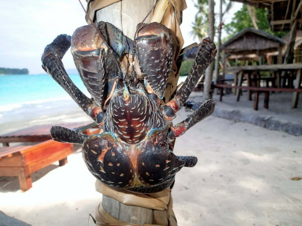 coconut crab, tropical beach, turquoise water, SD Desktop Wallpaper