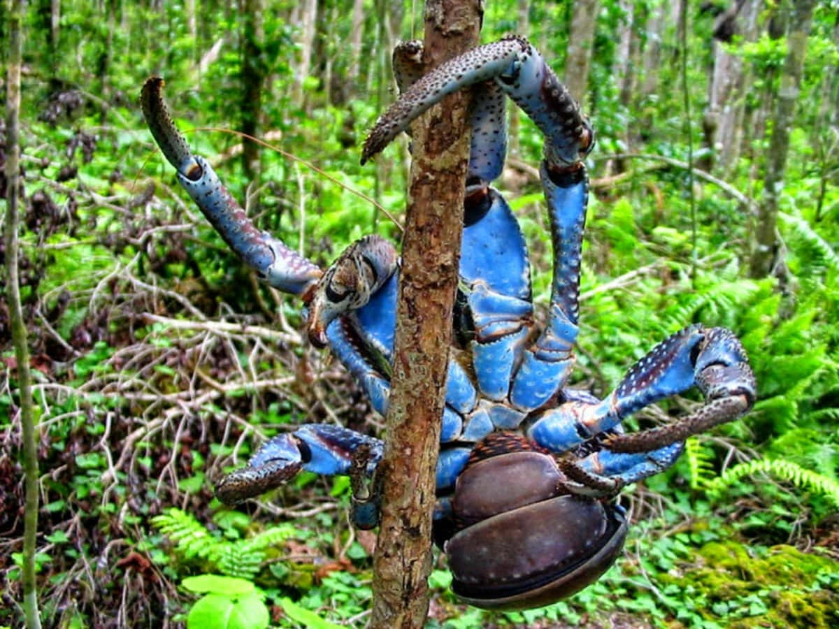coconut crab, vibrant blue, tree trunk, SD Desktop Wallpaper