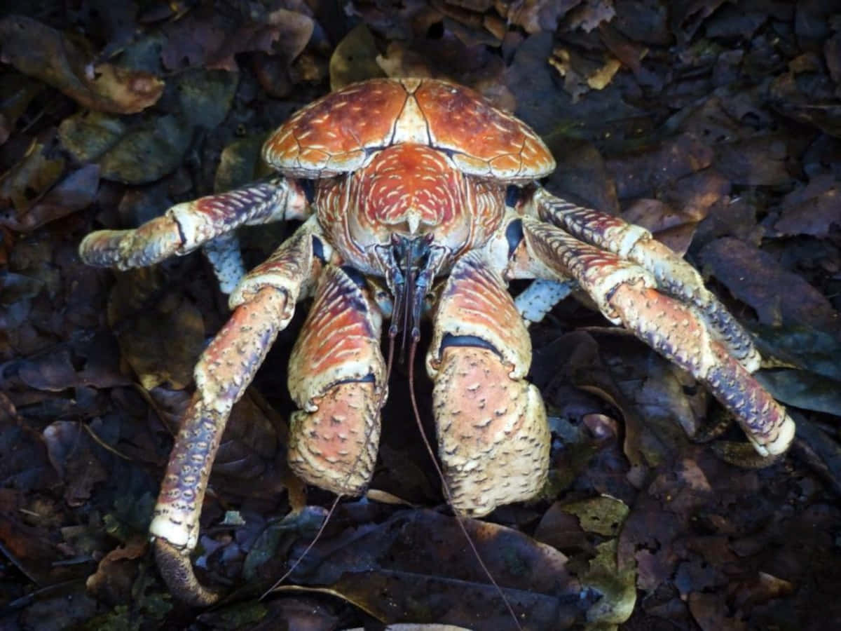 Coconut Crab, orange and blue legs, dark forest leaves, SD Desktop Wallpaper