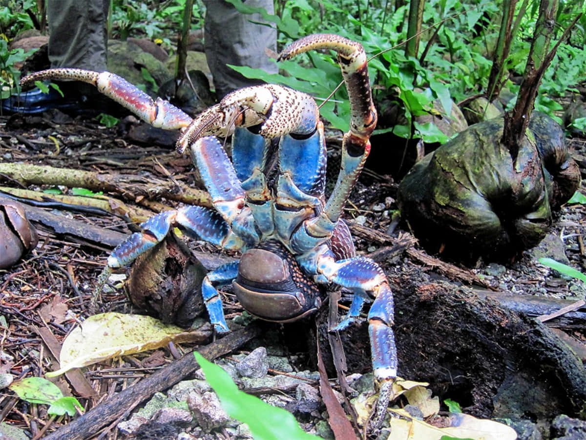Coconut Crab, vibrant blue, spotted claws, SD Desktop Wallpaper