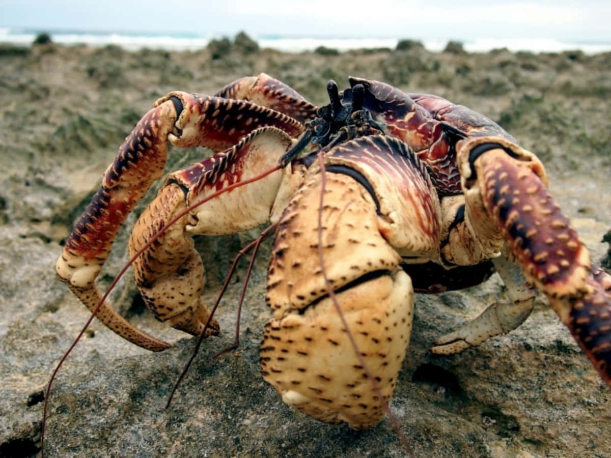 coconut crab, rocky terrain, rocky beach, SD Desktop Wallpaper
