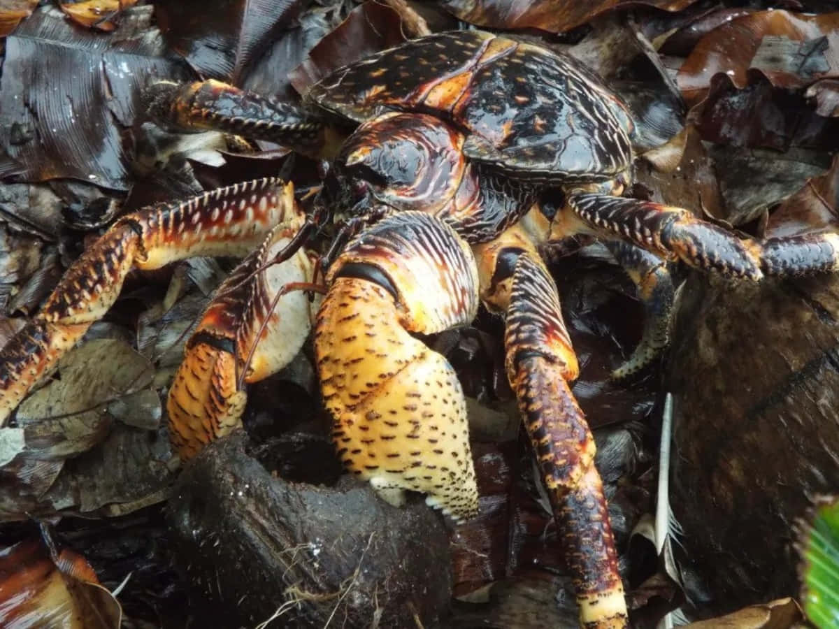 Coconut Crab, spotted claws, coconut husk, SD Desktop Wallpaper