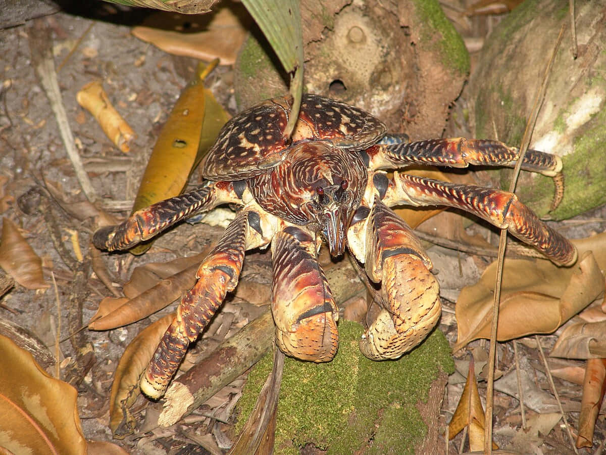 Coconut Crab, vibrant orange and black striped legs, mossy forest floor, SD Desktop Wallpaper