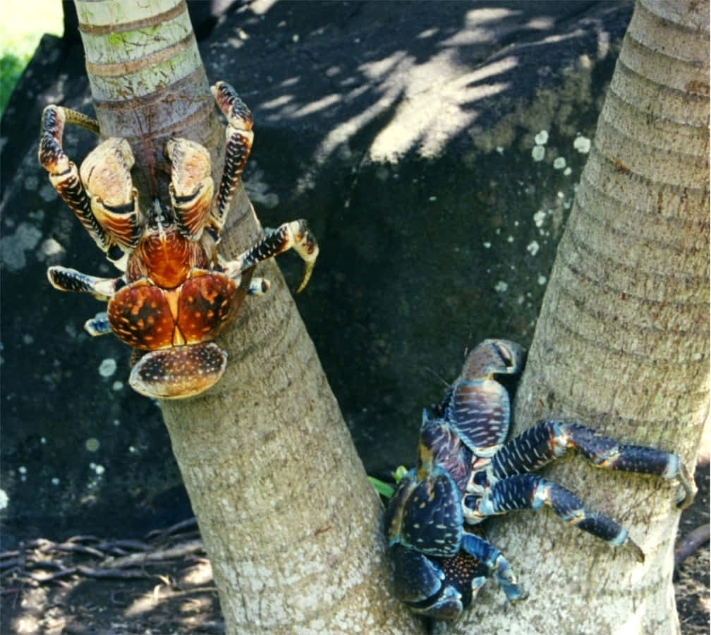 coconut crabs, palm trees, dappled sunlight, SD Desktop Wallpaper