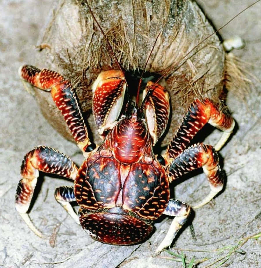 coconut crab, coconut husk, sandy surface, SD Phone Wallpaper
