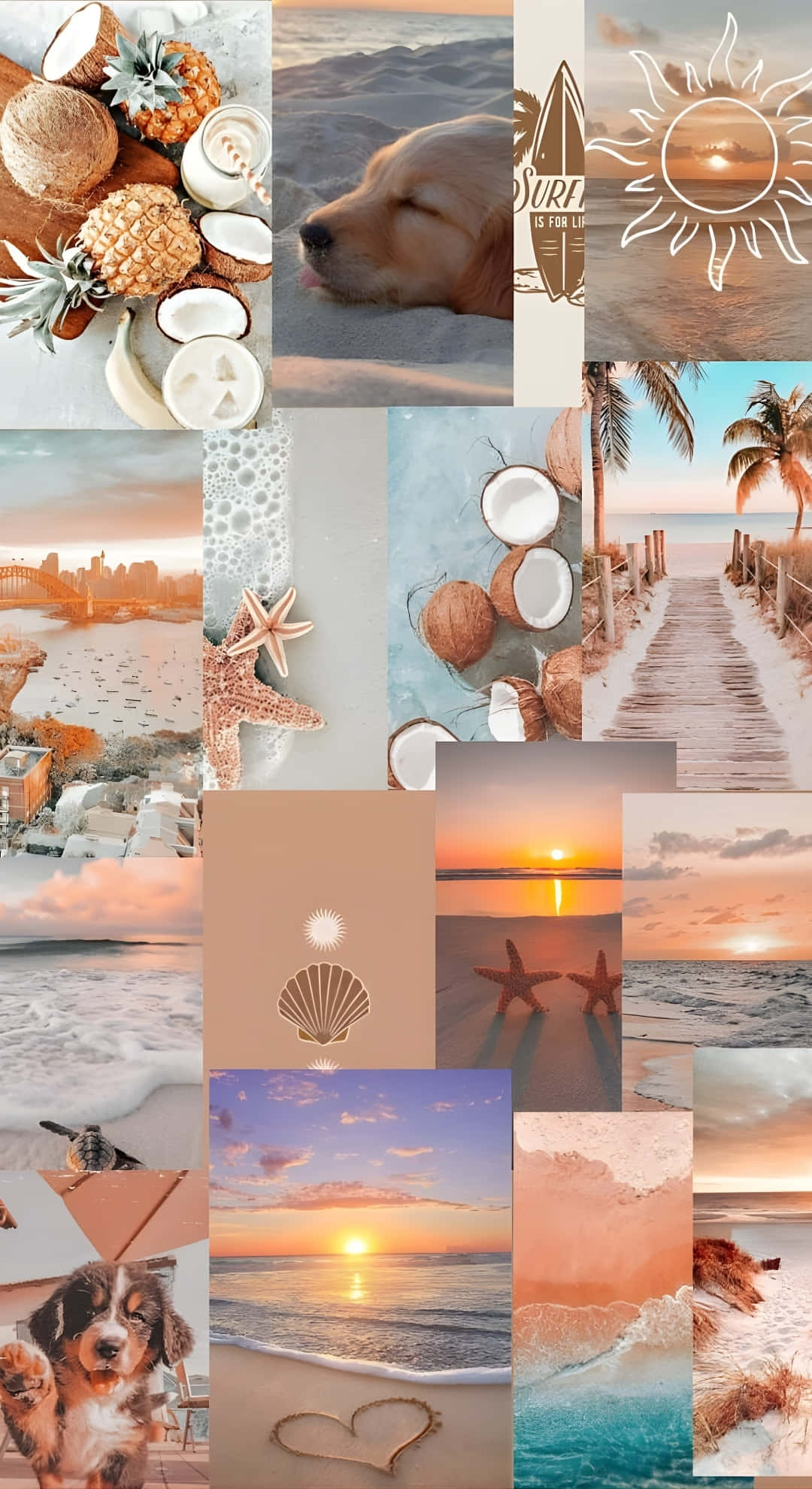 beach, golden retrievers, sunsets, Full HD Phone Wallpaper