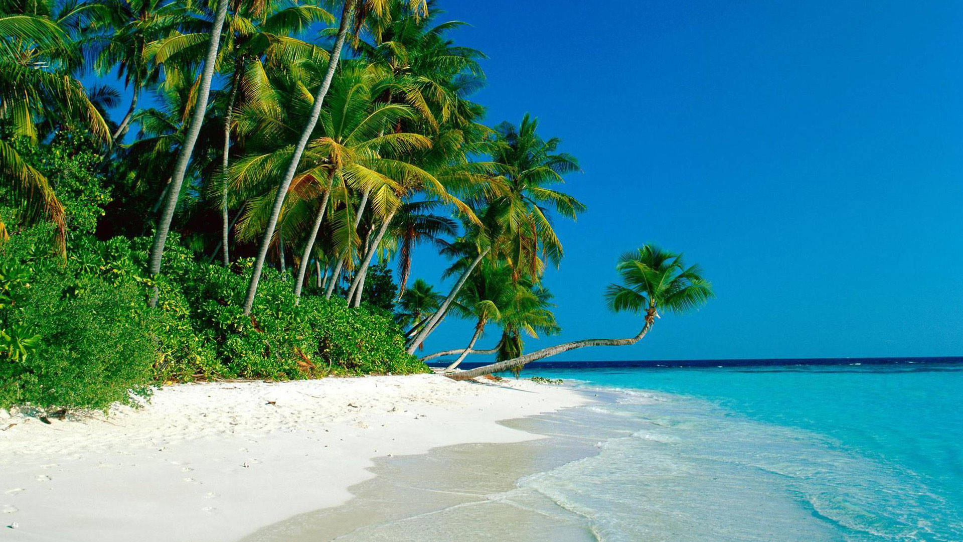 white sand beach, turquoise water, lush green palm trees, Full HD Desktop Wallpaper