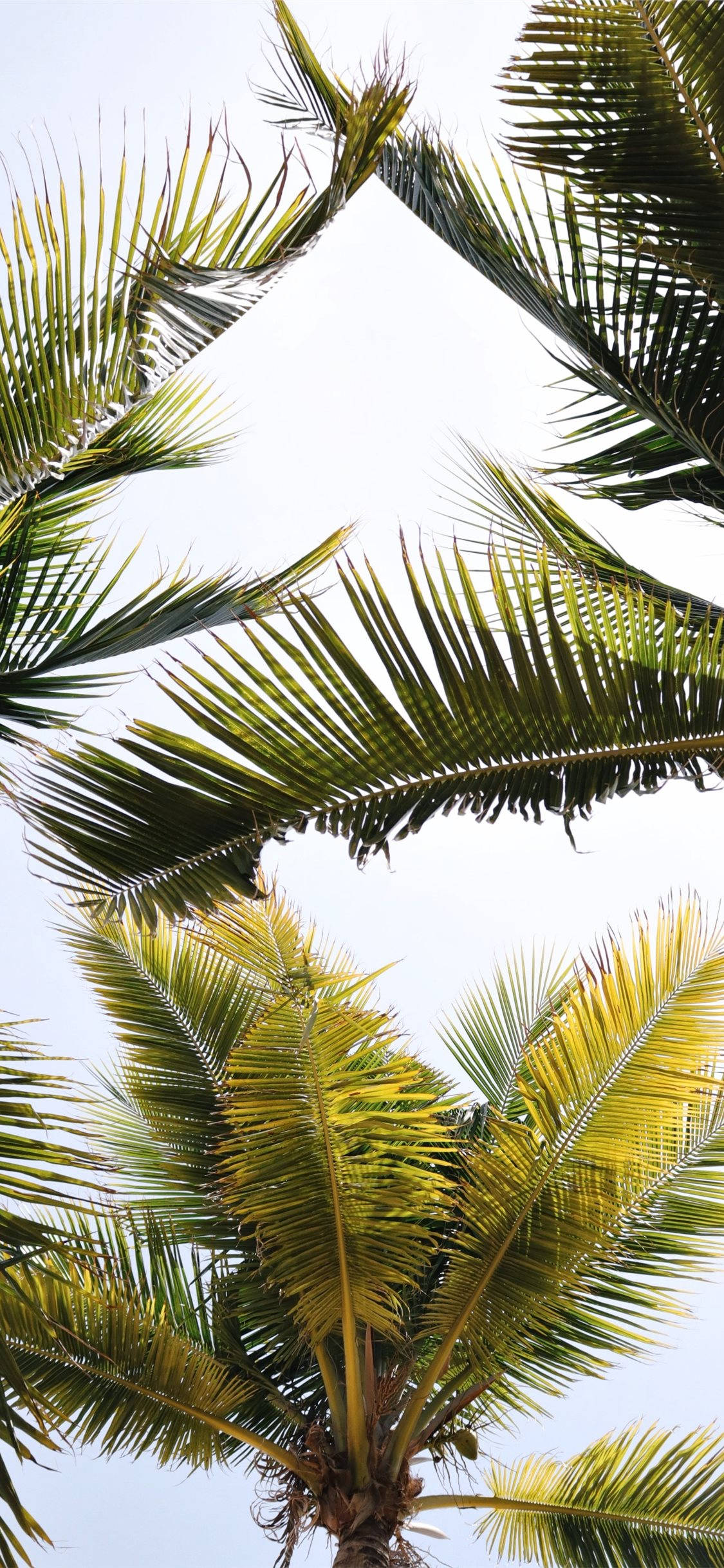 Coconut Tree Leaves, vibrant green, palm fronds, Full HD Phone Wallpaper