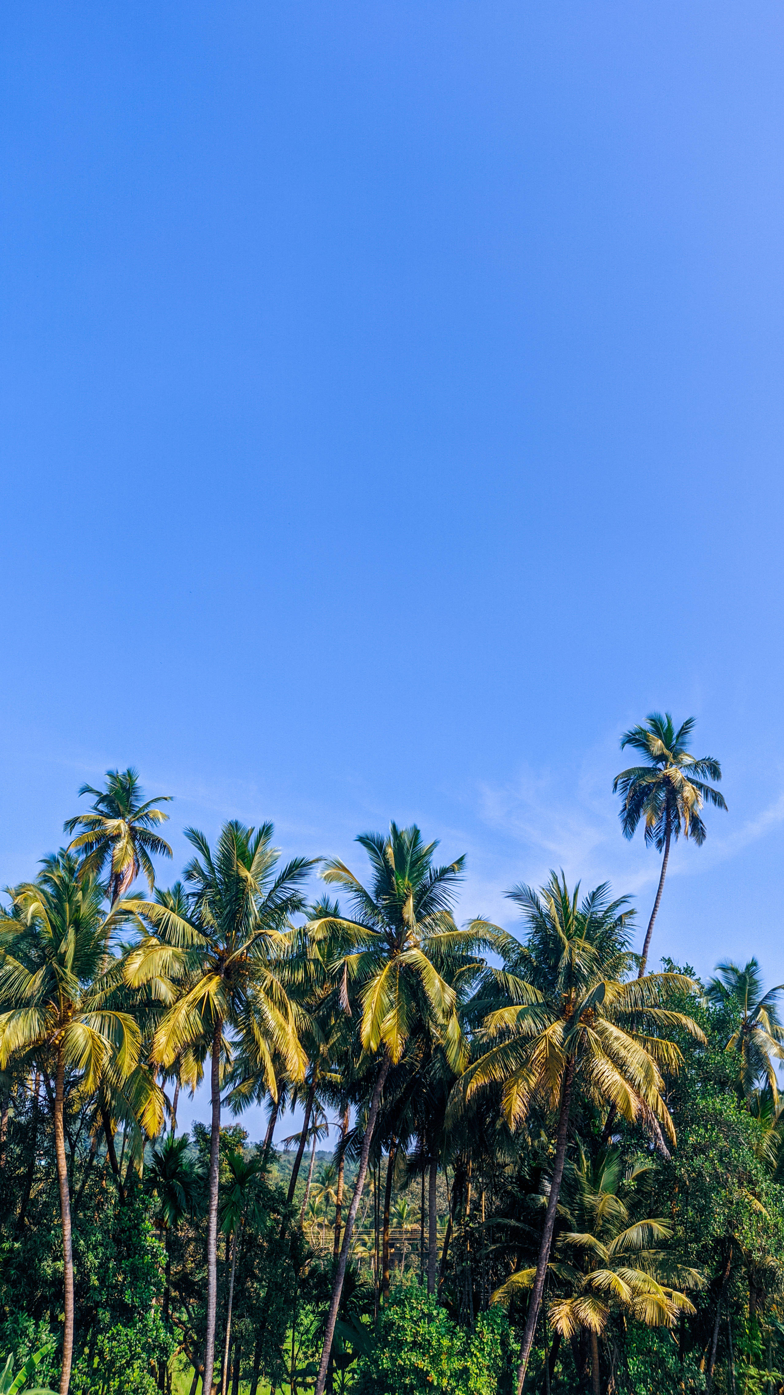 coconut trees, blue sky, tropical paradise, 4K Phone Wallpaper