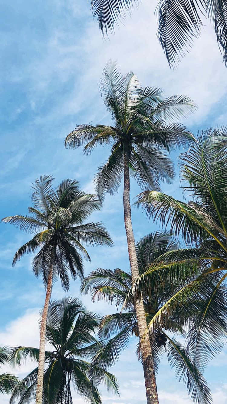 palm tree, iPhone, tall green, HD Phone Wallpaper