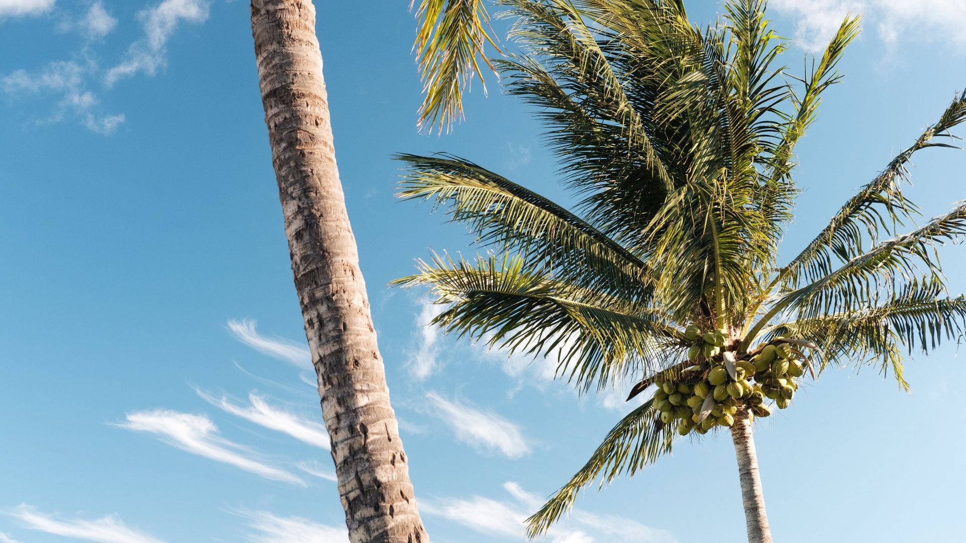 coconut trees, blue sky, wispy clouds, Full HD Desktop Wallpaper