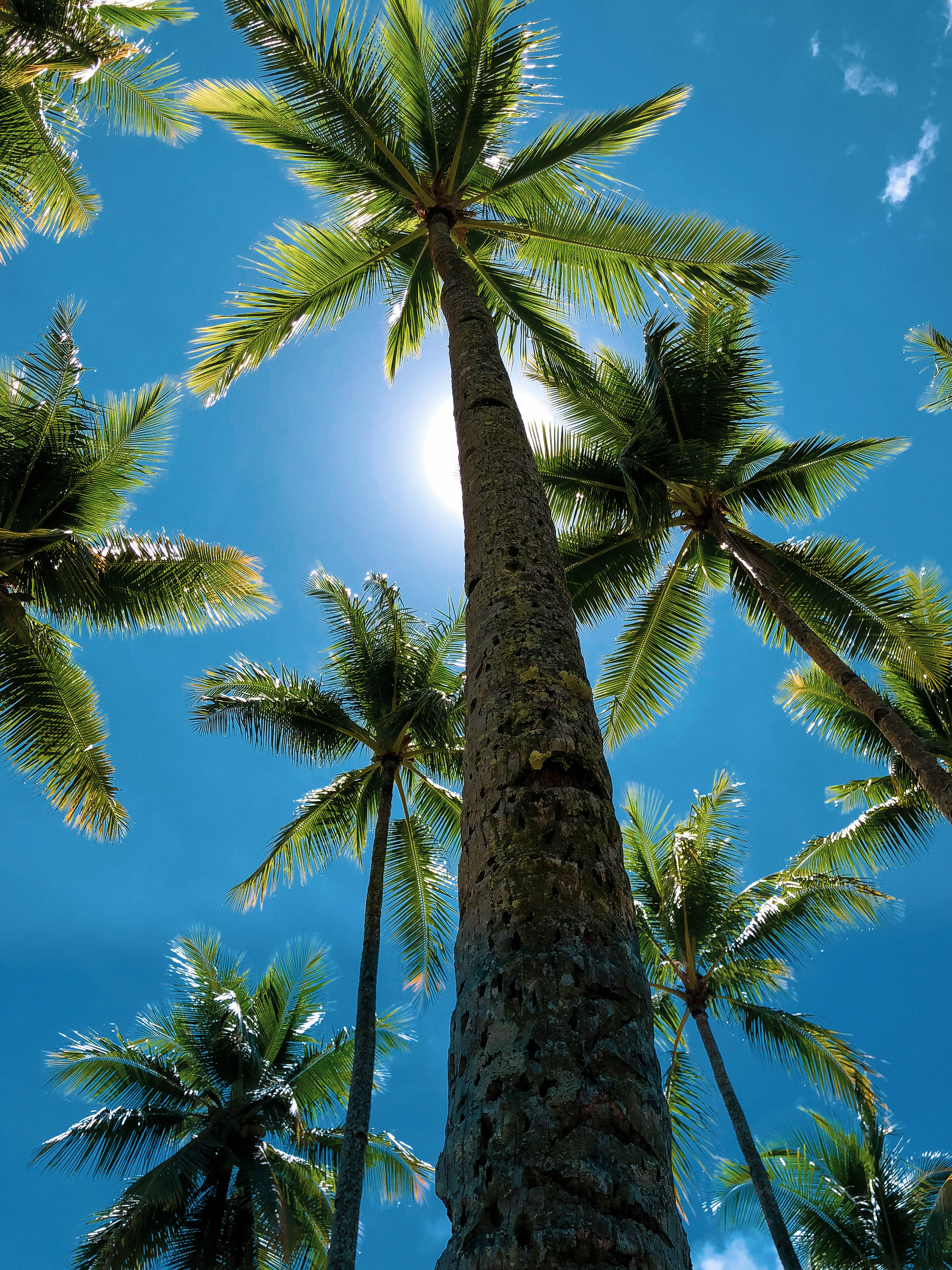 coconut trees, sun, bright blue sky, 4K Phone Wallpaper