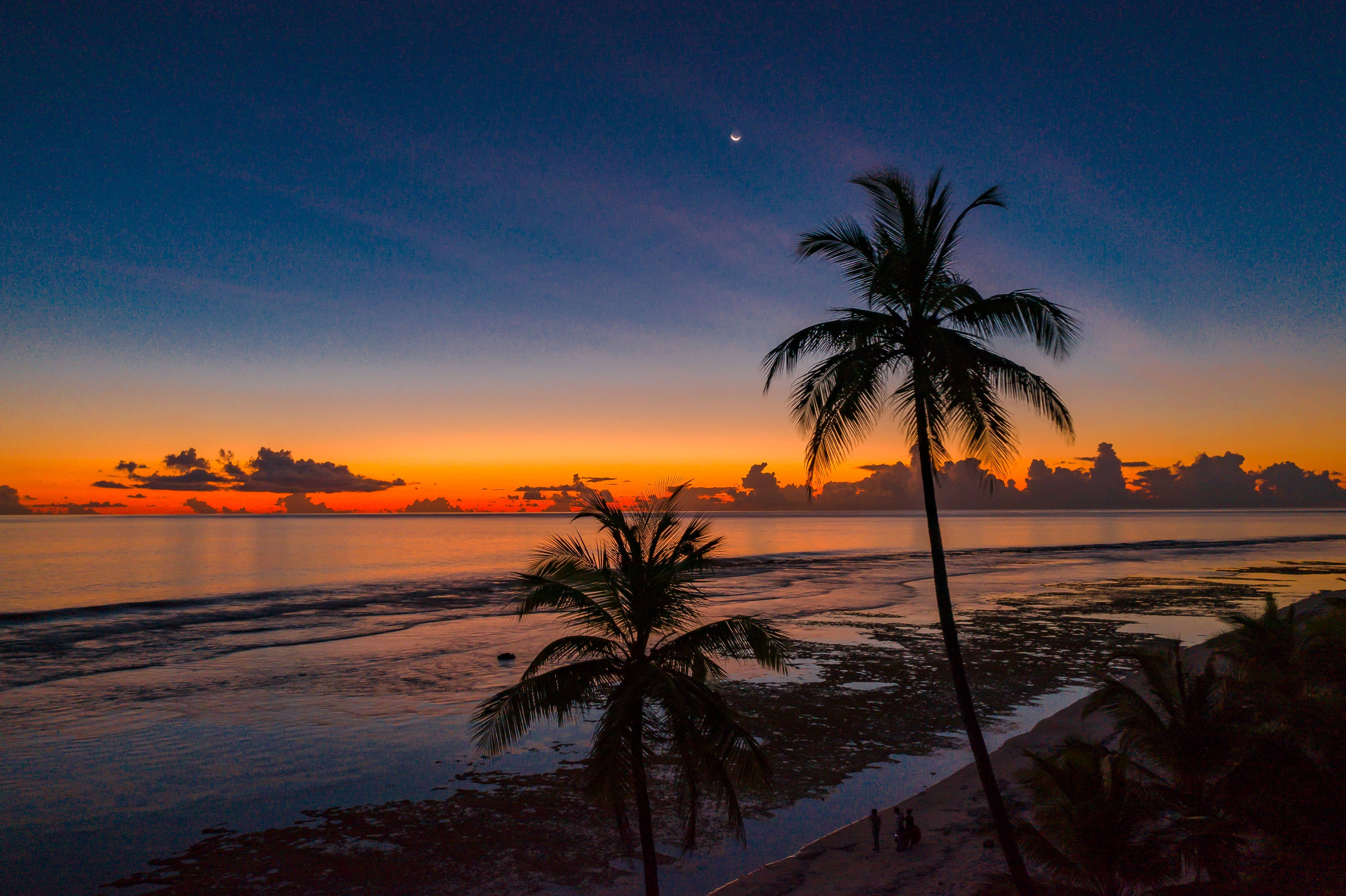coconut trees, orange horizon, twilight, 2K Desktop Wallpaper