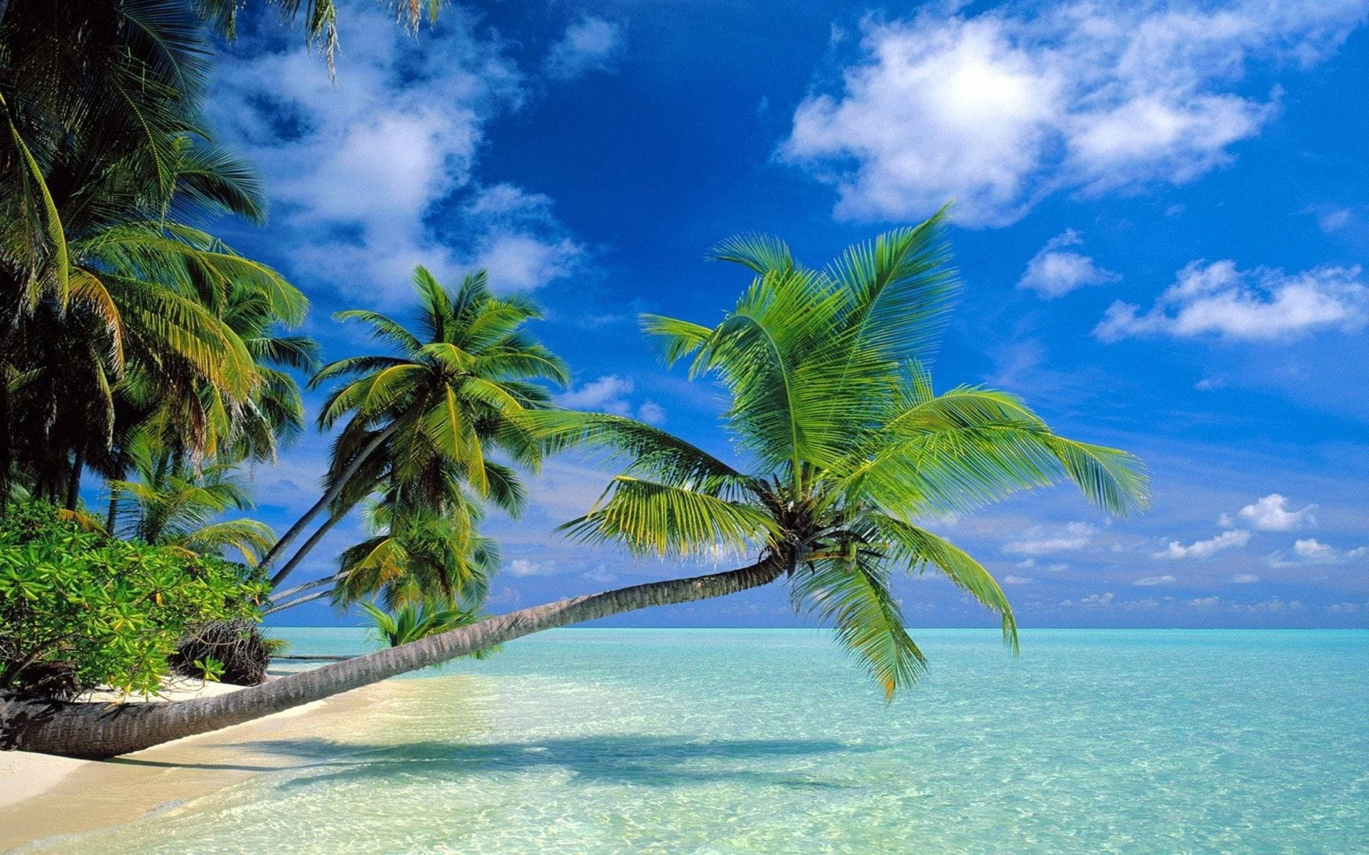 Coconut Trees, blue water, turquoise waters, Full HD Desktop Wallpaper