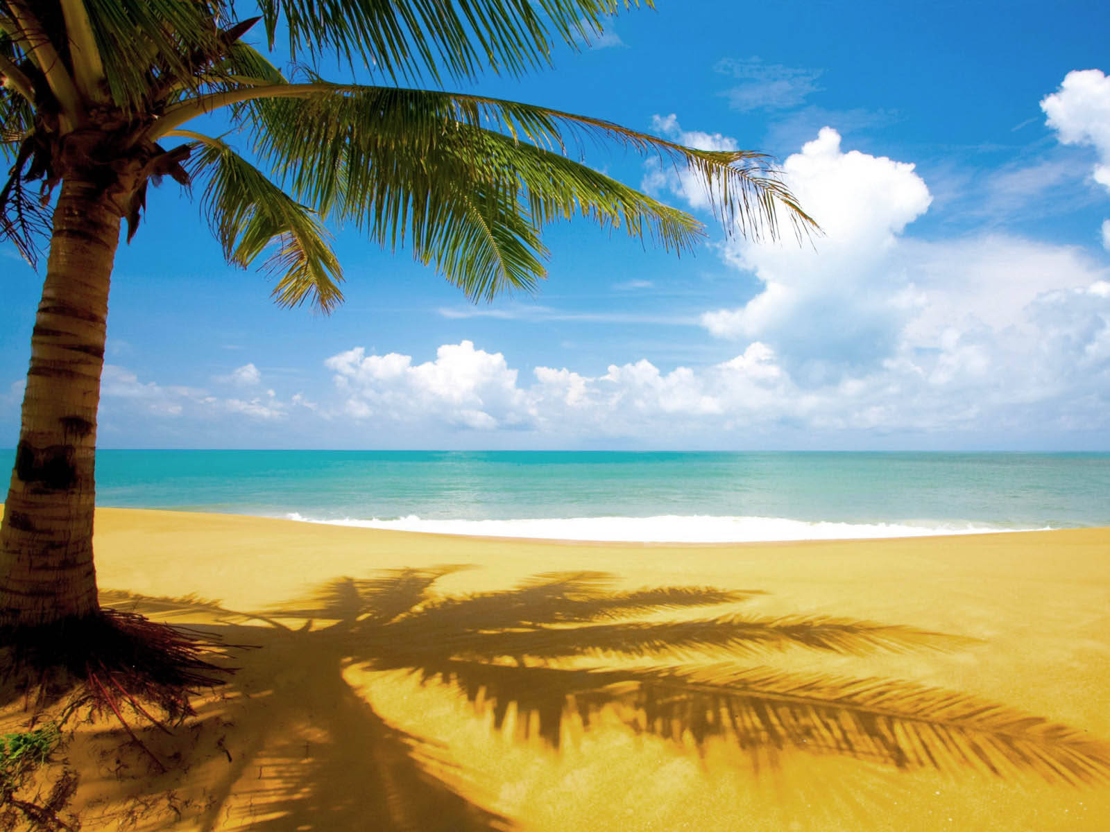 short coconut tree, golden sand, turquoise waves, HD Desktop Wallpaper