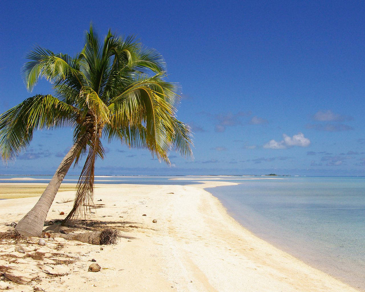 coconut tree, sandy beach, white sand, HD Desktop Wallpaper