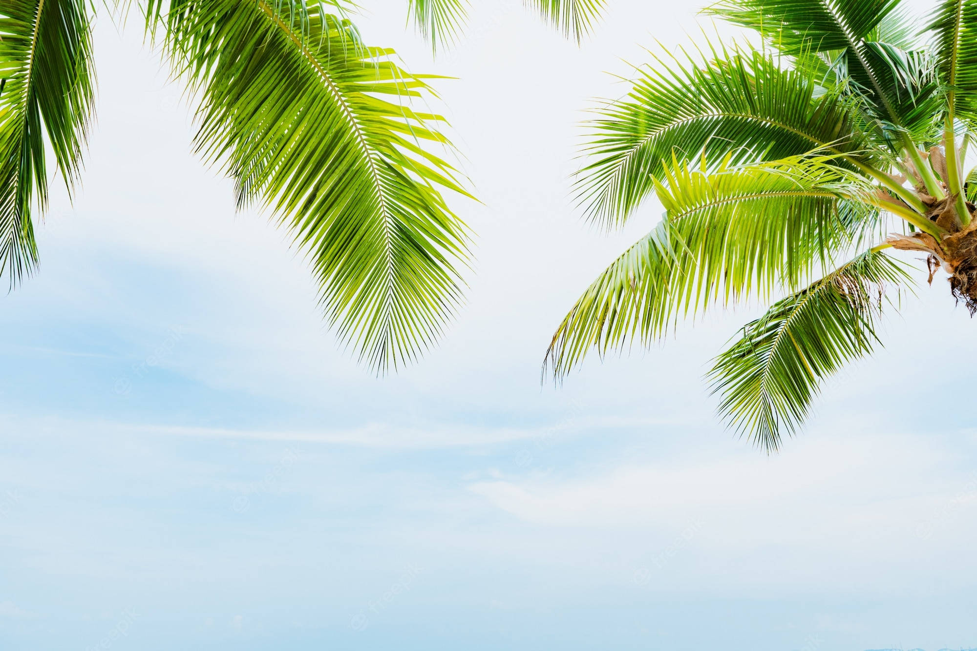 coconut trees, vivid green leaves, palm fronds, Full HD Desktop Wallpaper