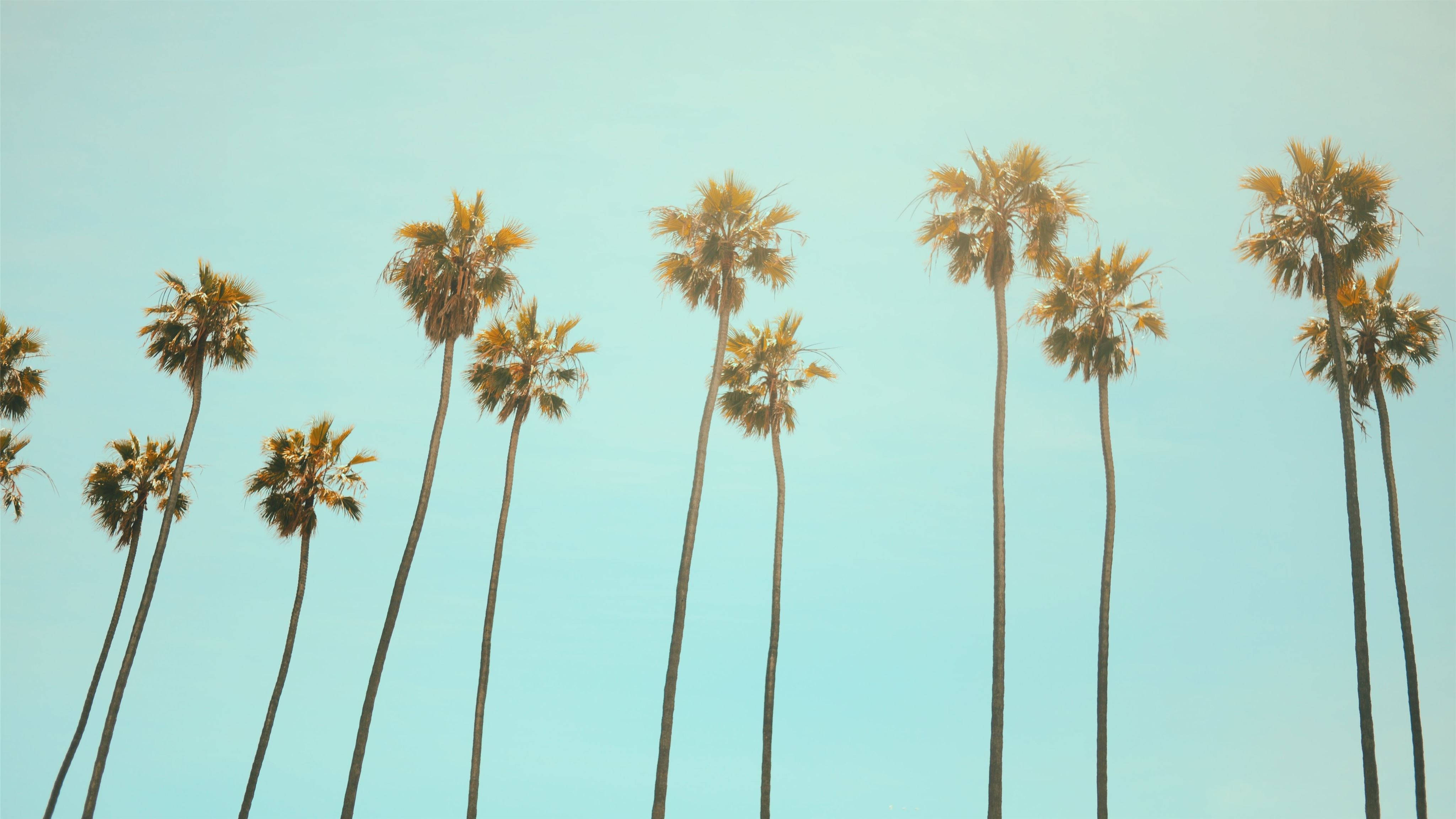 summer coconut trees, tall palm trees, soft blue sky, 4K Desktop Wallpaper