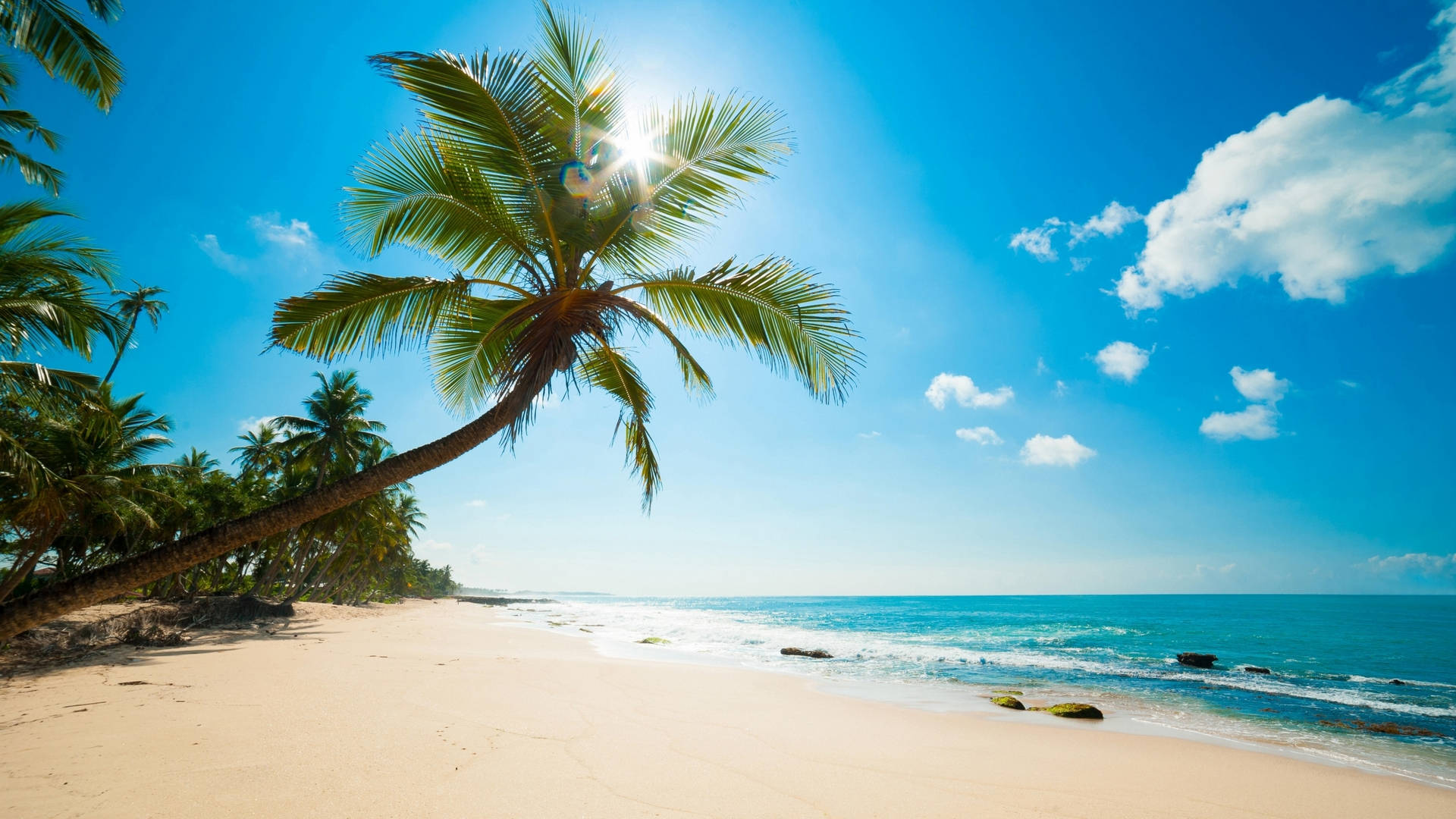 sunny beach, coconut tree, palm tree, Full HD Desktop Wallpaper
