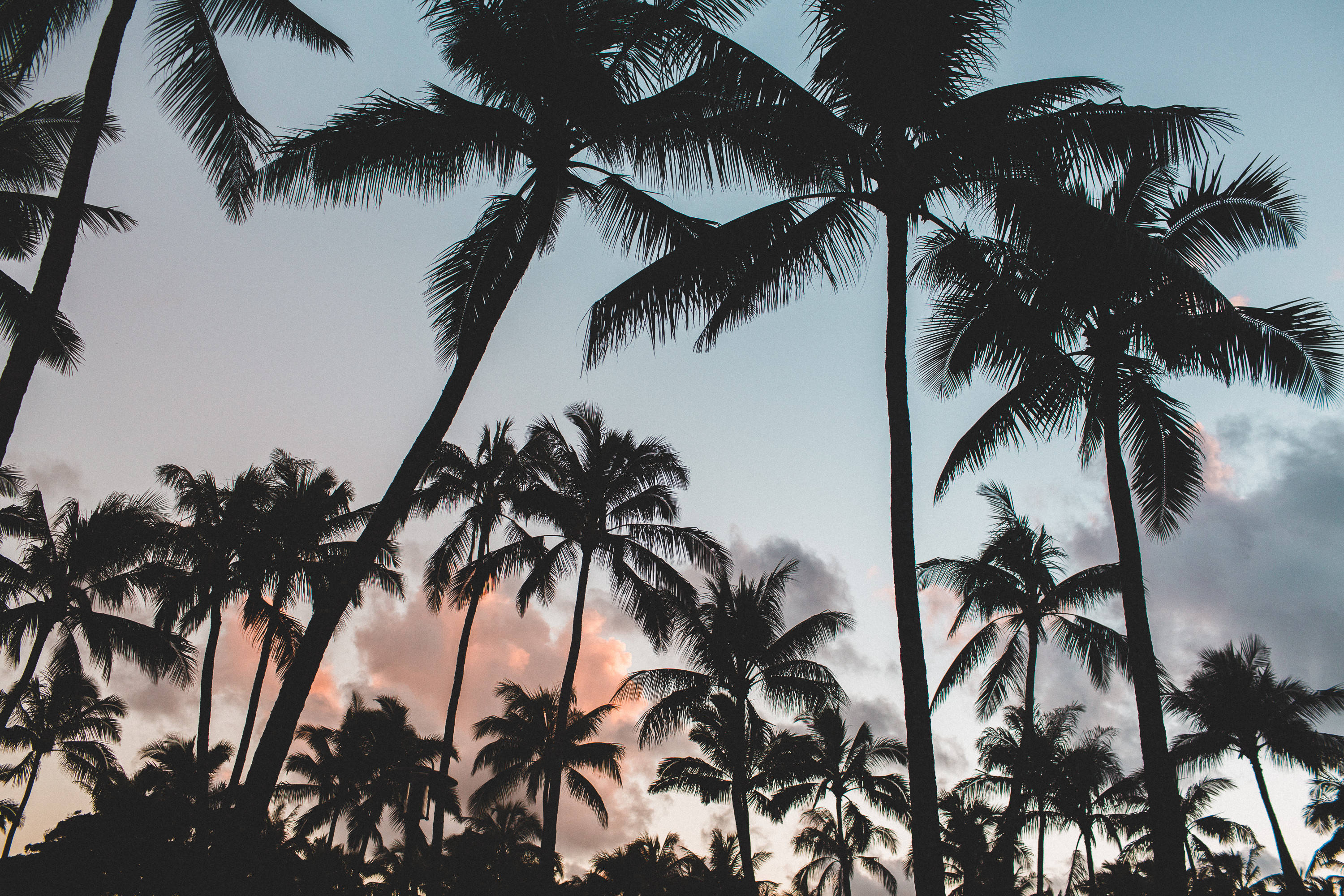 coconut trees, silhouette, pastel sky, 2K Desktop Wallpaper