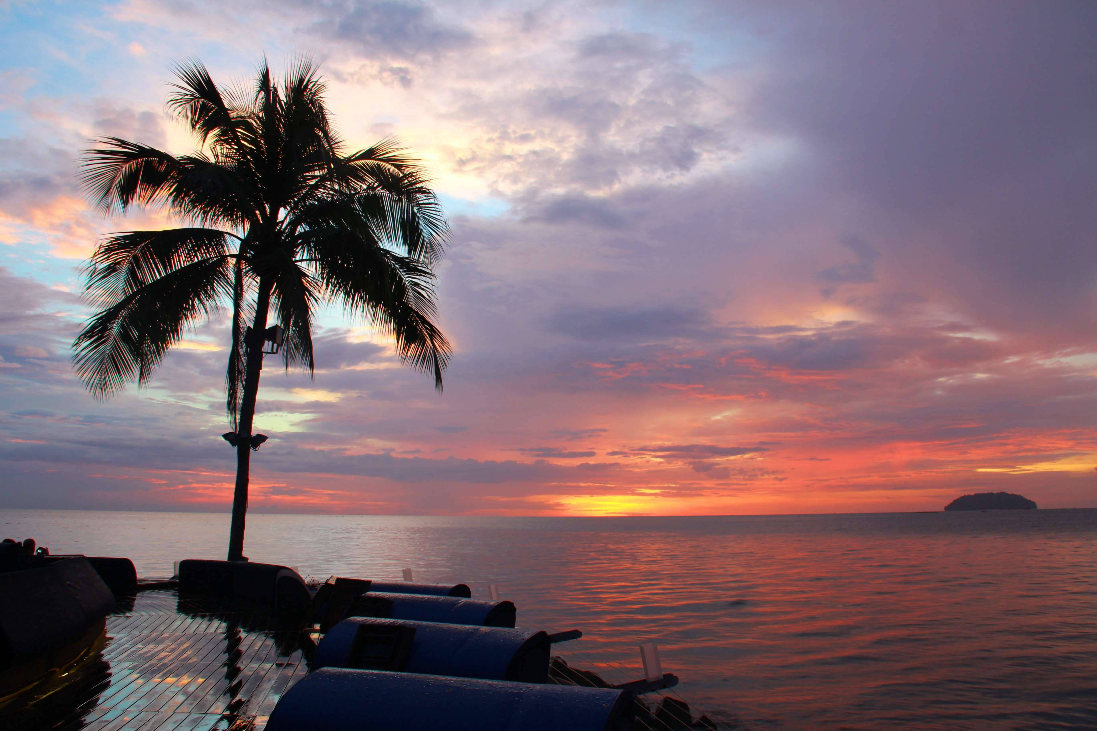 Coconut Tree, silhouette, sunset sky, 4K Desktop Wallpaper