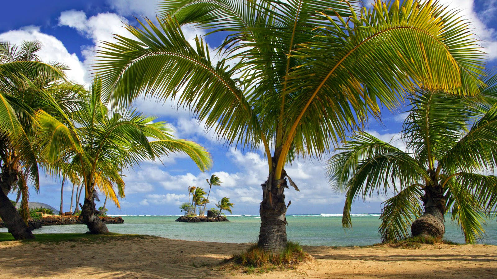 dwarf coconut trees, beach sand, bright blue sky, HD Desktop Wallpaper