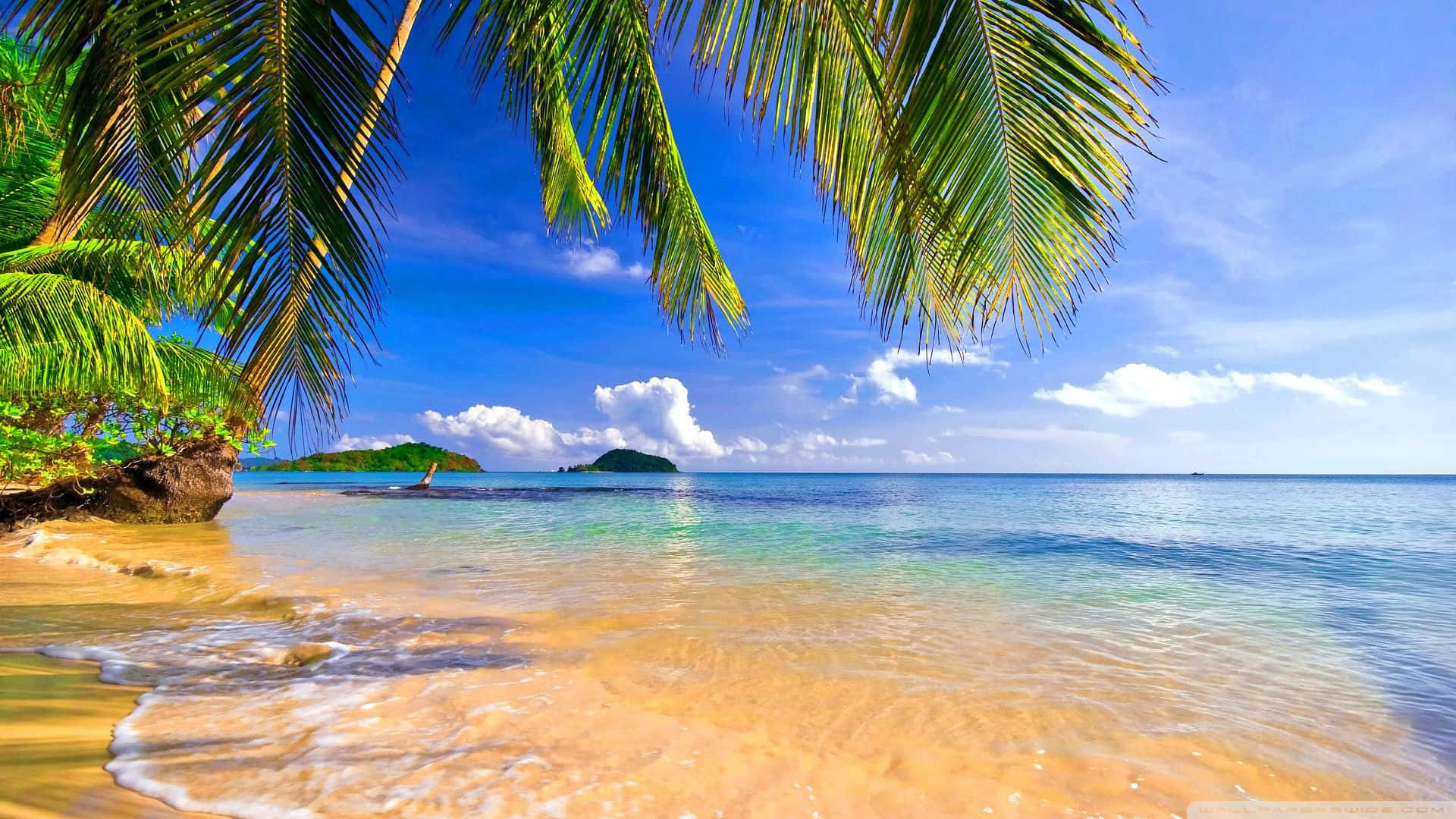 Coconut Tree, 1920x1080 HD Beach, tropical beach, Full HD Desktop Wallpaper