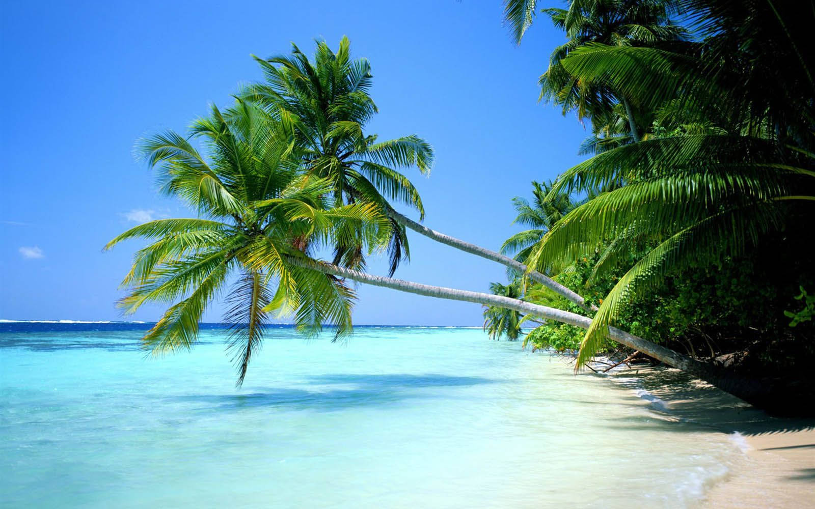 coconut trees, crystal clear turquoise water, pristine white sand beach, HD Desktop Wallpaper