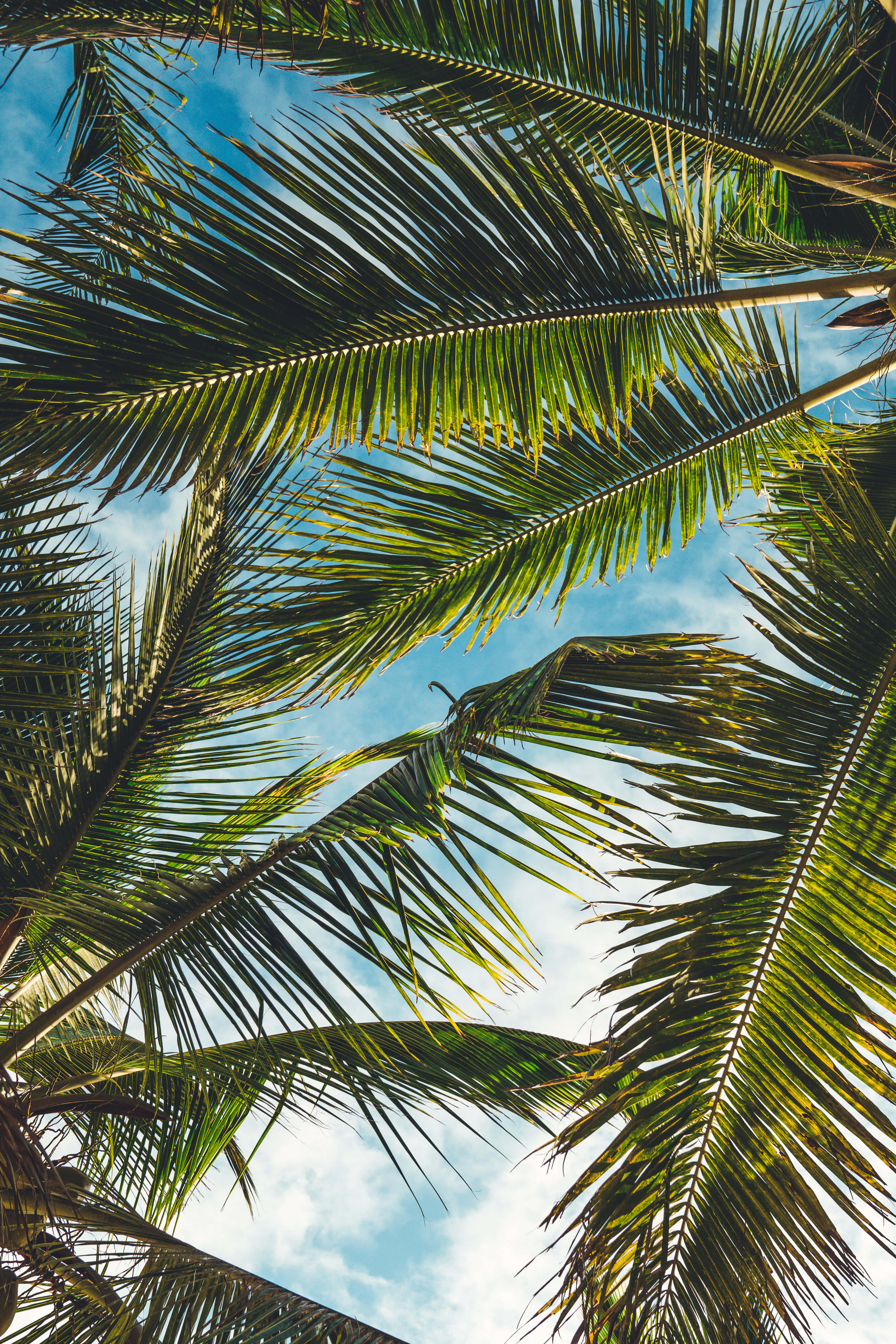 coconut tree, palm fronds, bright blue sky, 5K Phone Wallpaper