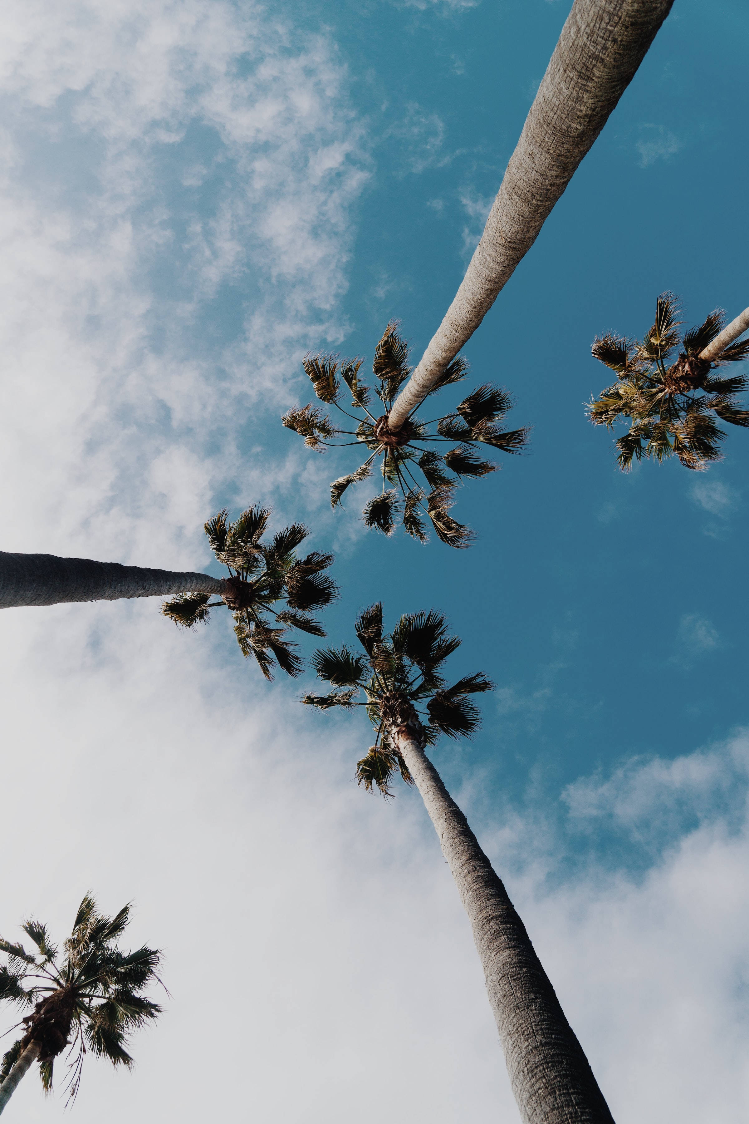 cute blue aesthetic, coconut trees, vibrant blue sky, 2K Phone Wallpaper