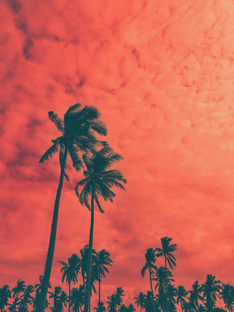 coconut trees, silhouette, orange sky, SD Phone Wallpaper