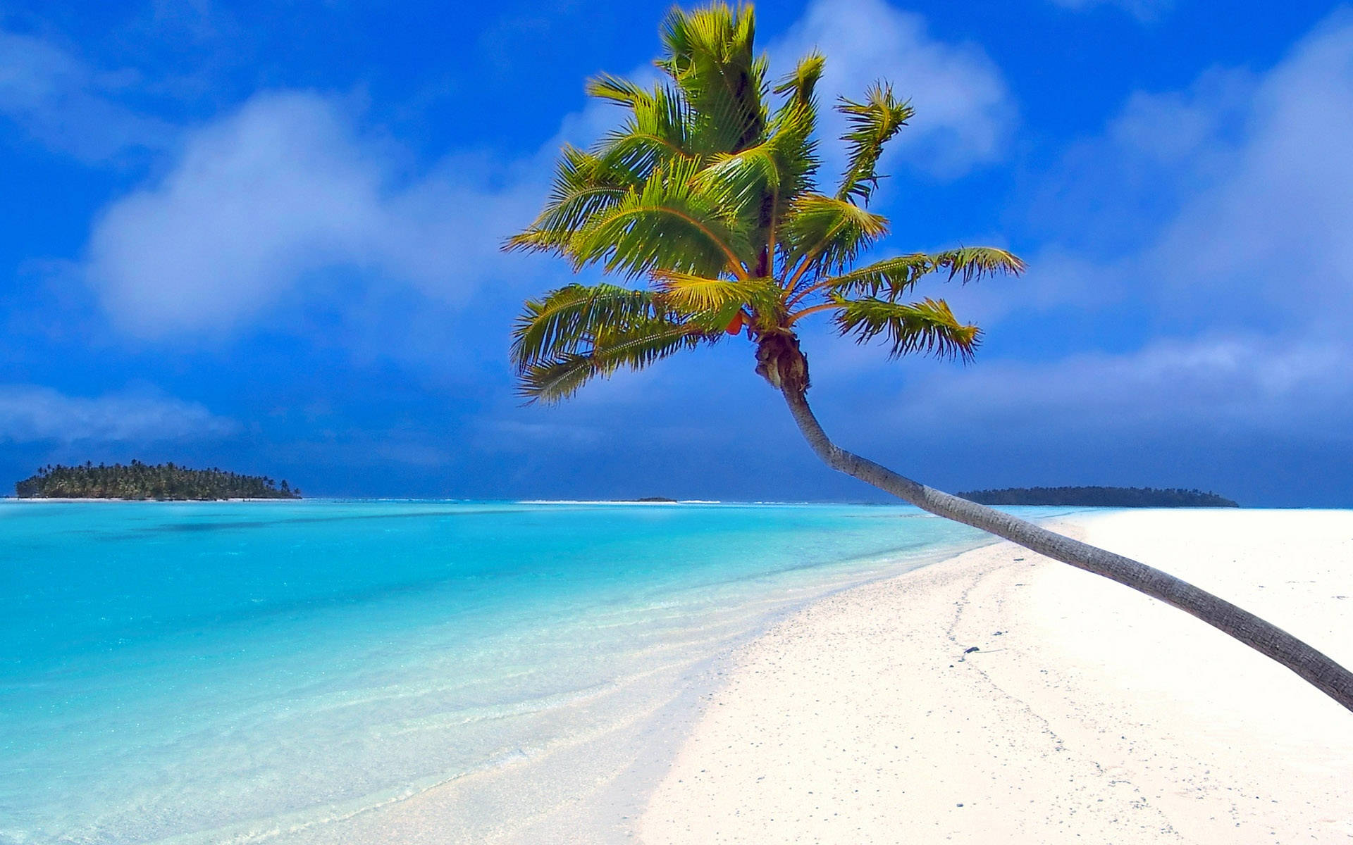 coconut tree, crooked trunk, pristine white sand, Full HD Desktop Wallpaper