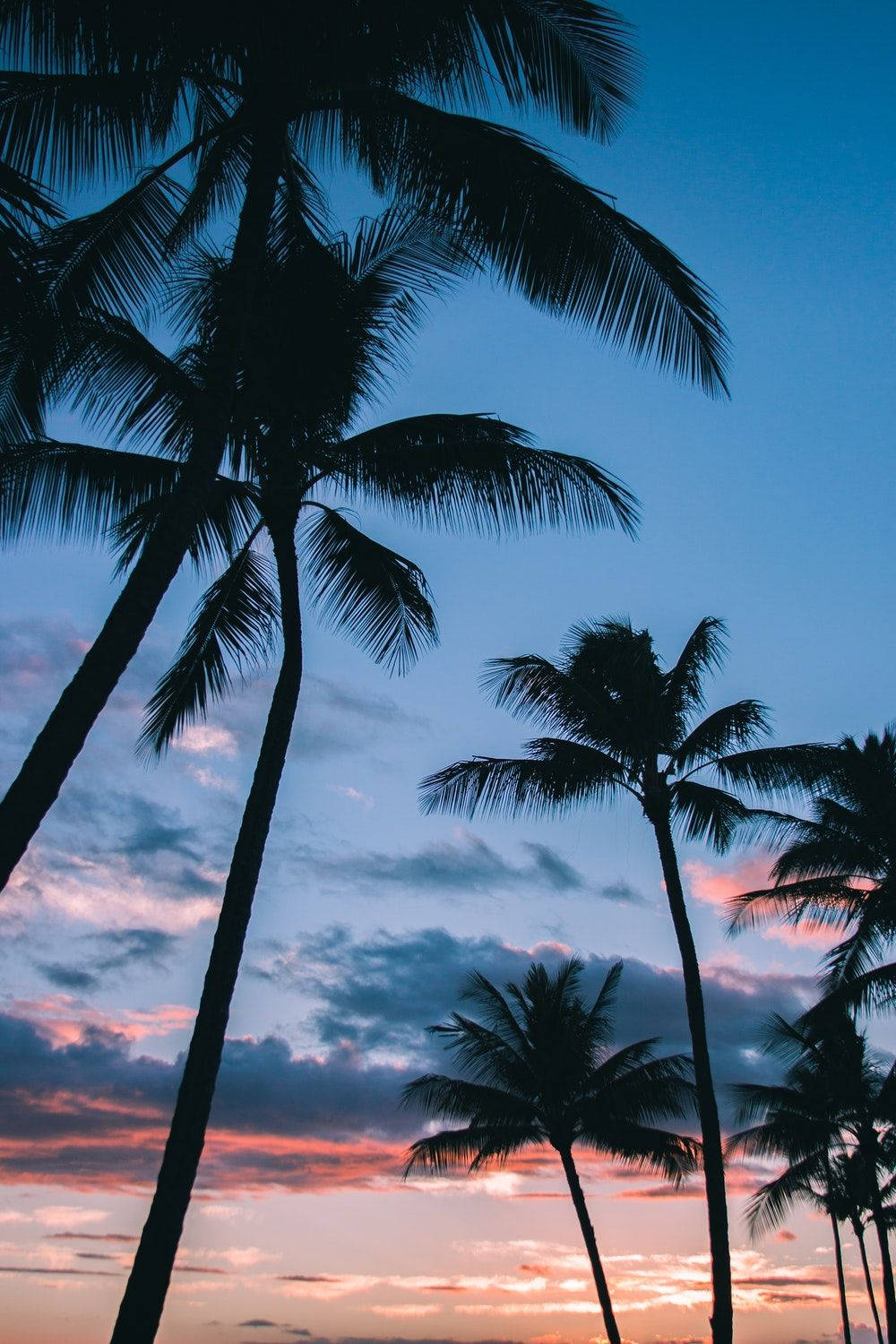 silhouette, coconut trees, twilight sky, HD Phone Wallpaper