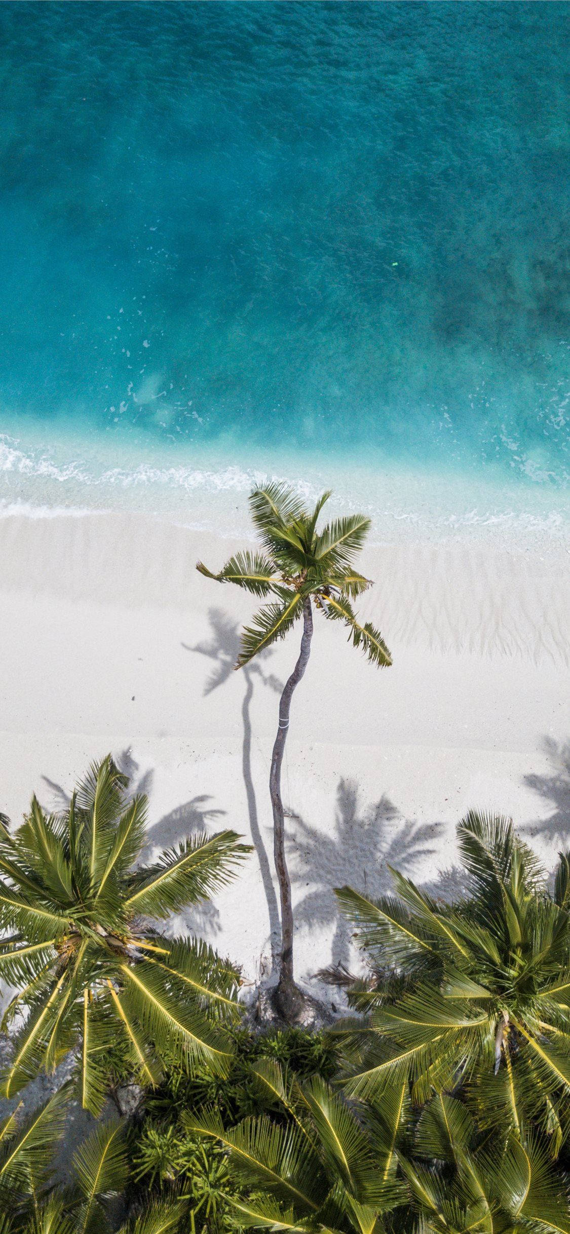 drone shot, coconut trees, palm tree, Full HD Phone Wallpaper