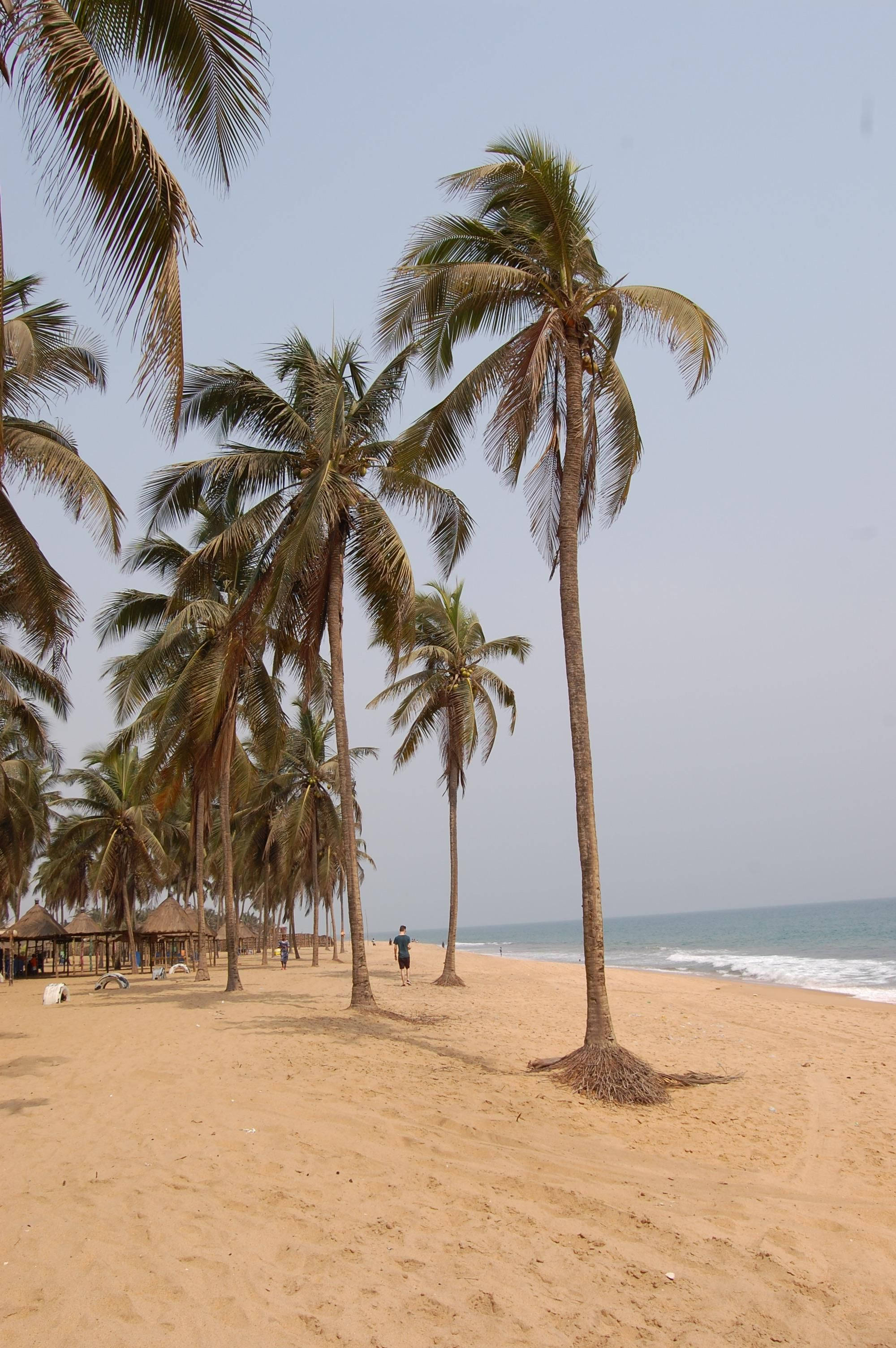 beach, coconut trees, sandy beach, 2K Phone Wallpaper