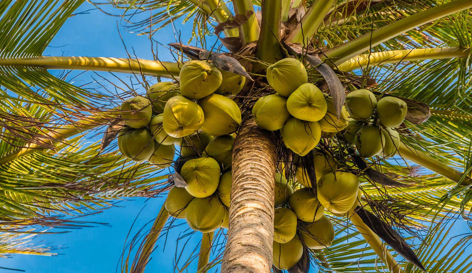 coconut tree, green coconuts, clear blue sky, HD Desktop Wallpaper