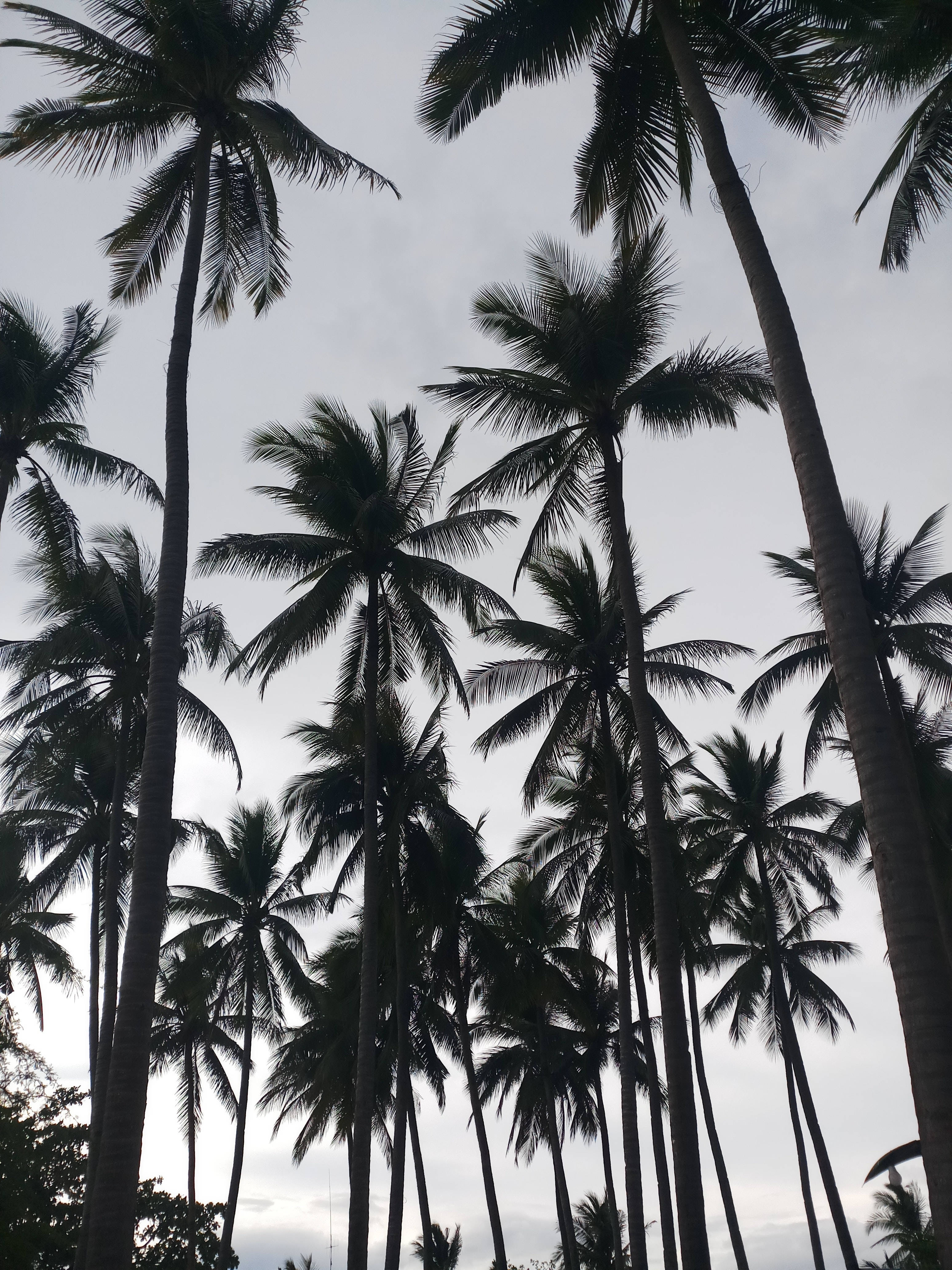 monochrome, coconut trees, palm trees, 4K Phone Wallpaper