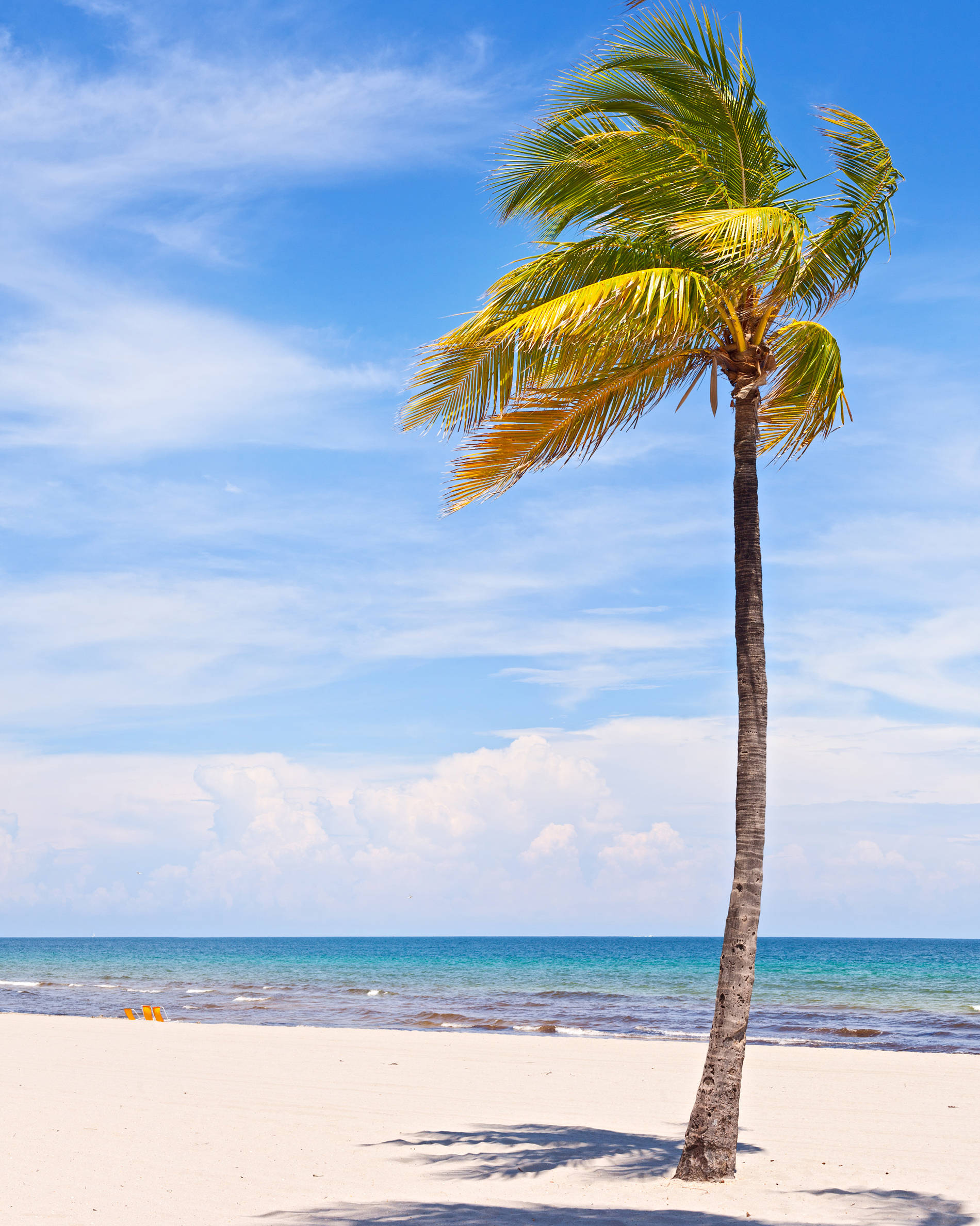 lone coconut tree, palm tree, white sand beach, Full HD Phone Wallpaper