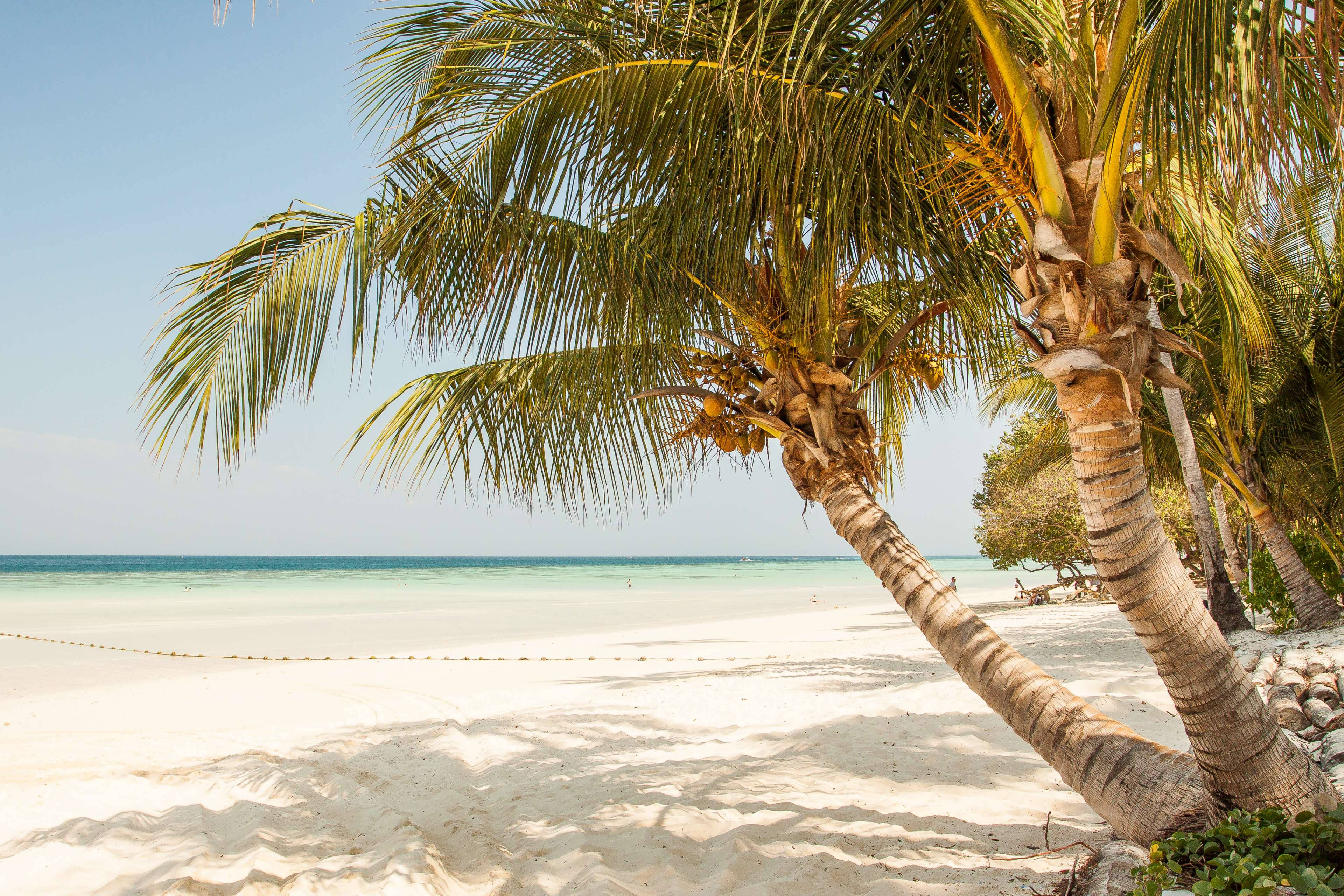 dwarf coconut tree, white sand beach, turquoise waters, 4K Desktop Wallpaper